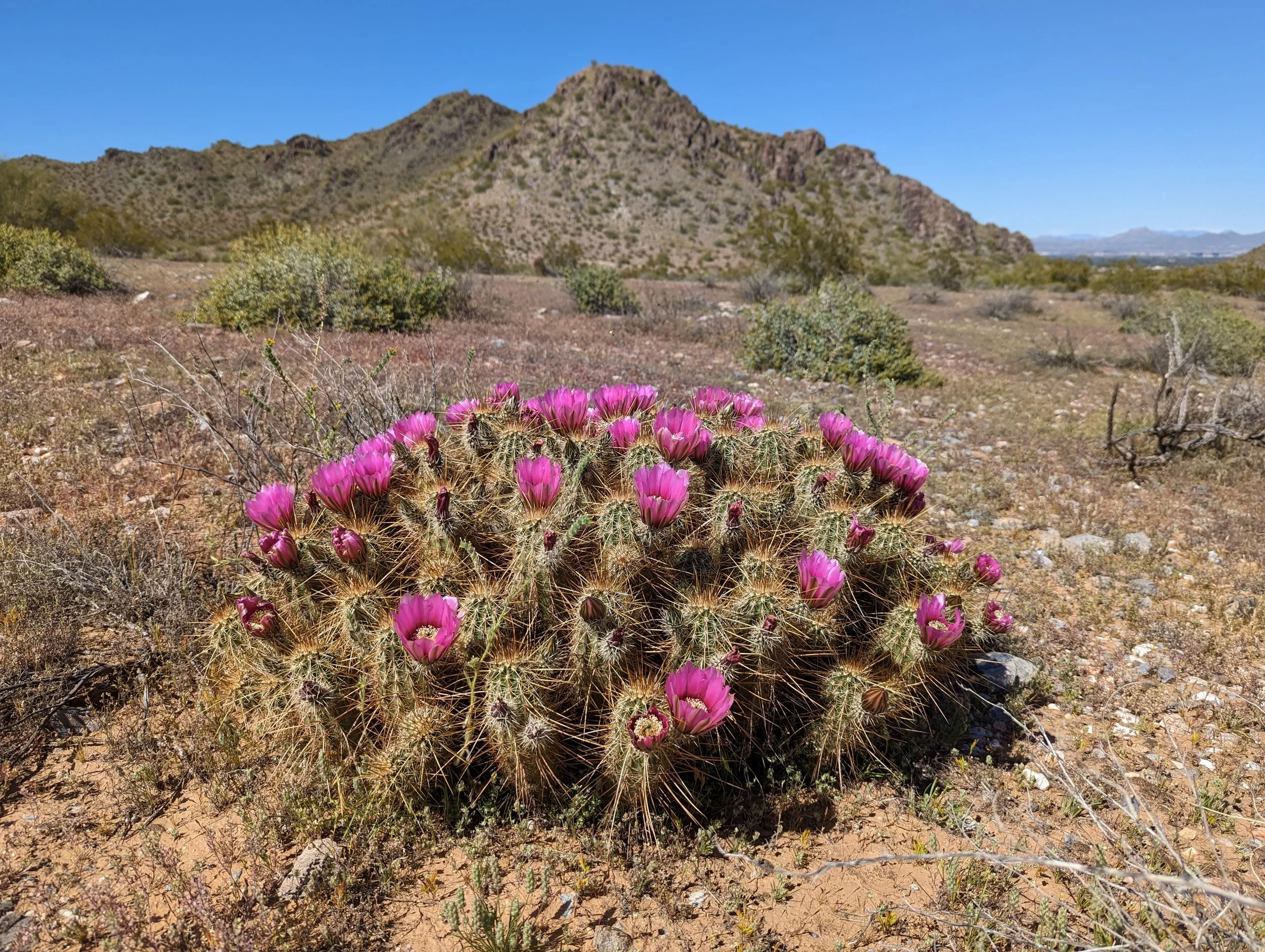 cactusflowers1.jpg