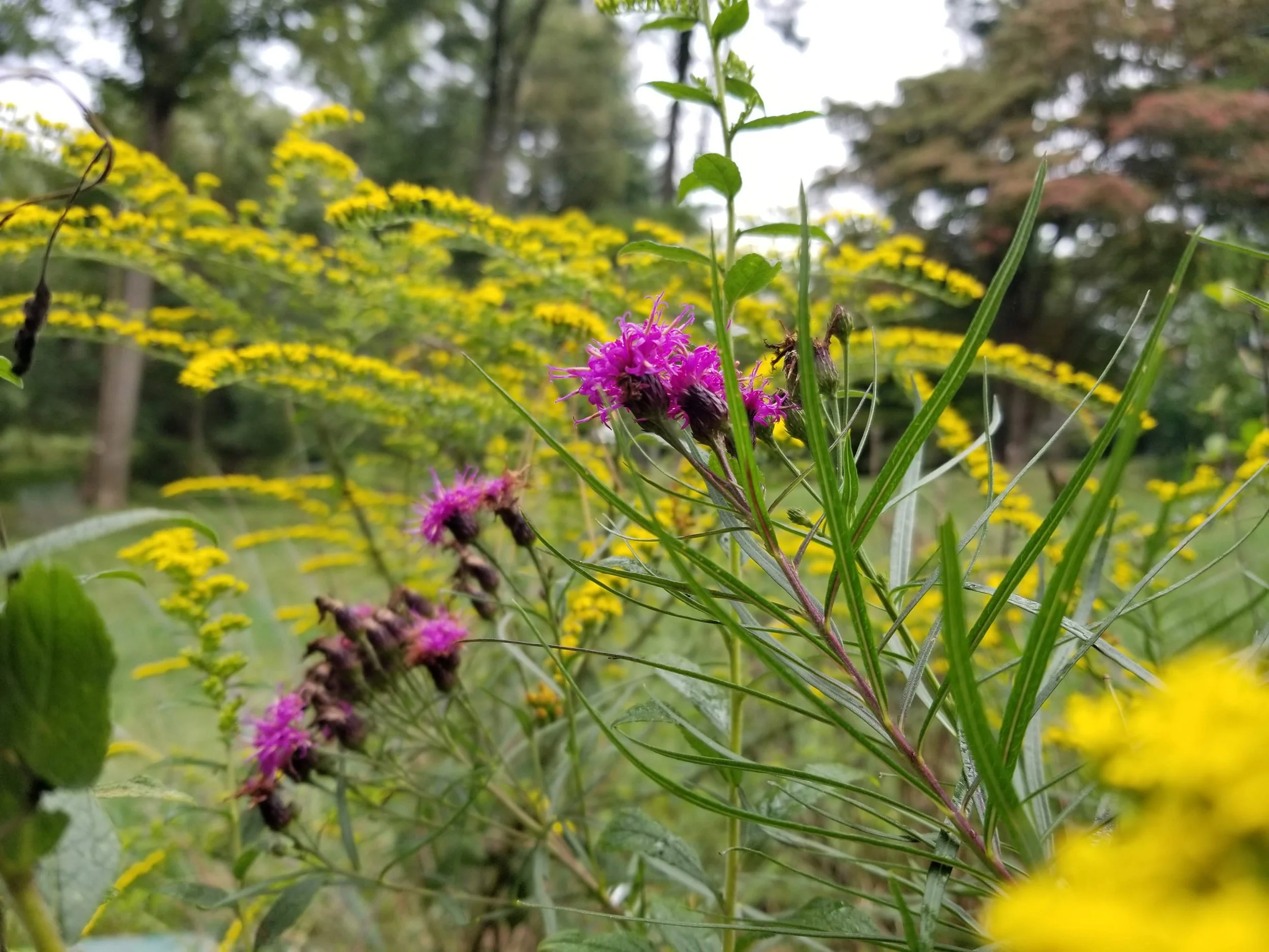 Close-up of pink wildflowers among green grass and yellow flowers in a natural outdoor setting.