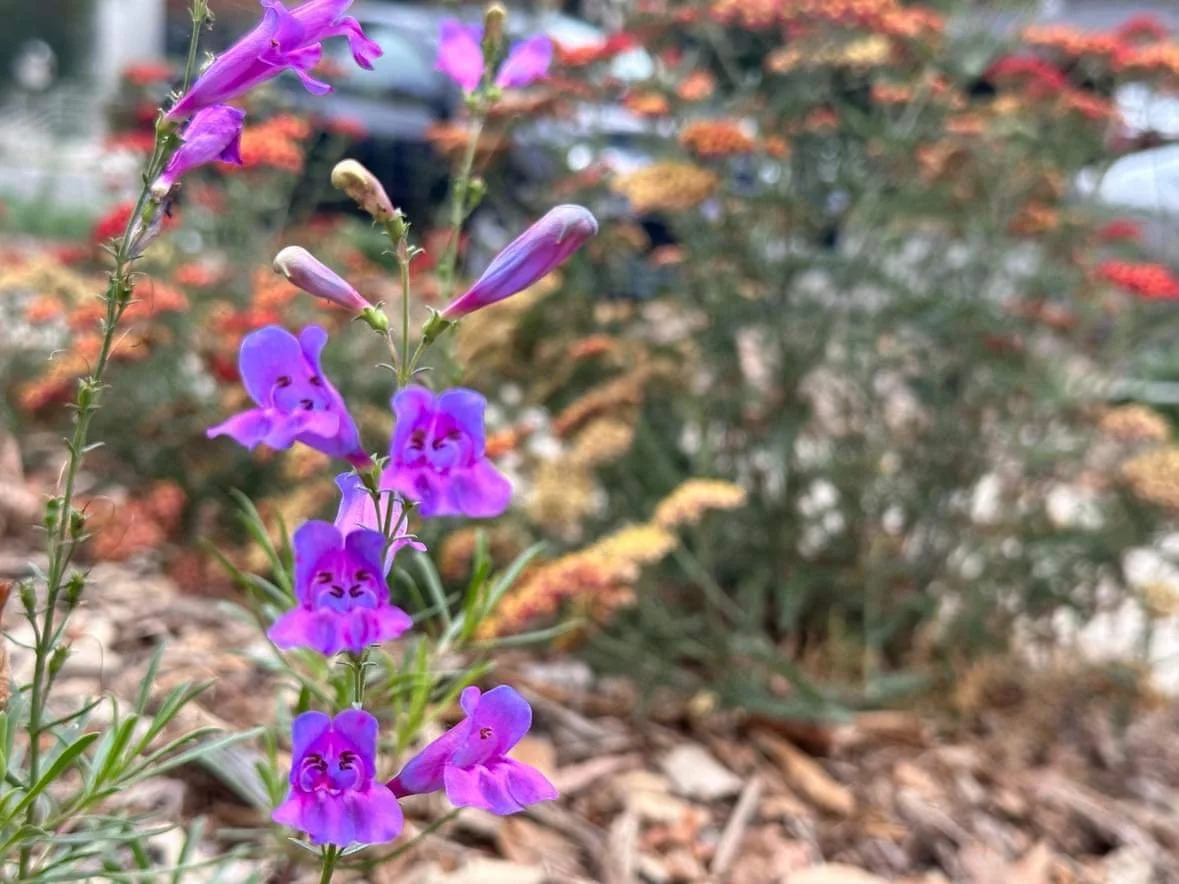 The Glendale Project