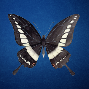 A black butterfly with white markings on its wings representing transformation and transition.