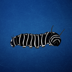 Black caterpillar with white stripes representing beginning therapy journey