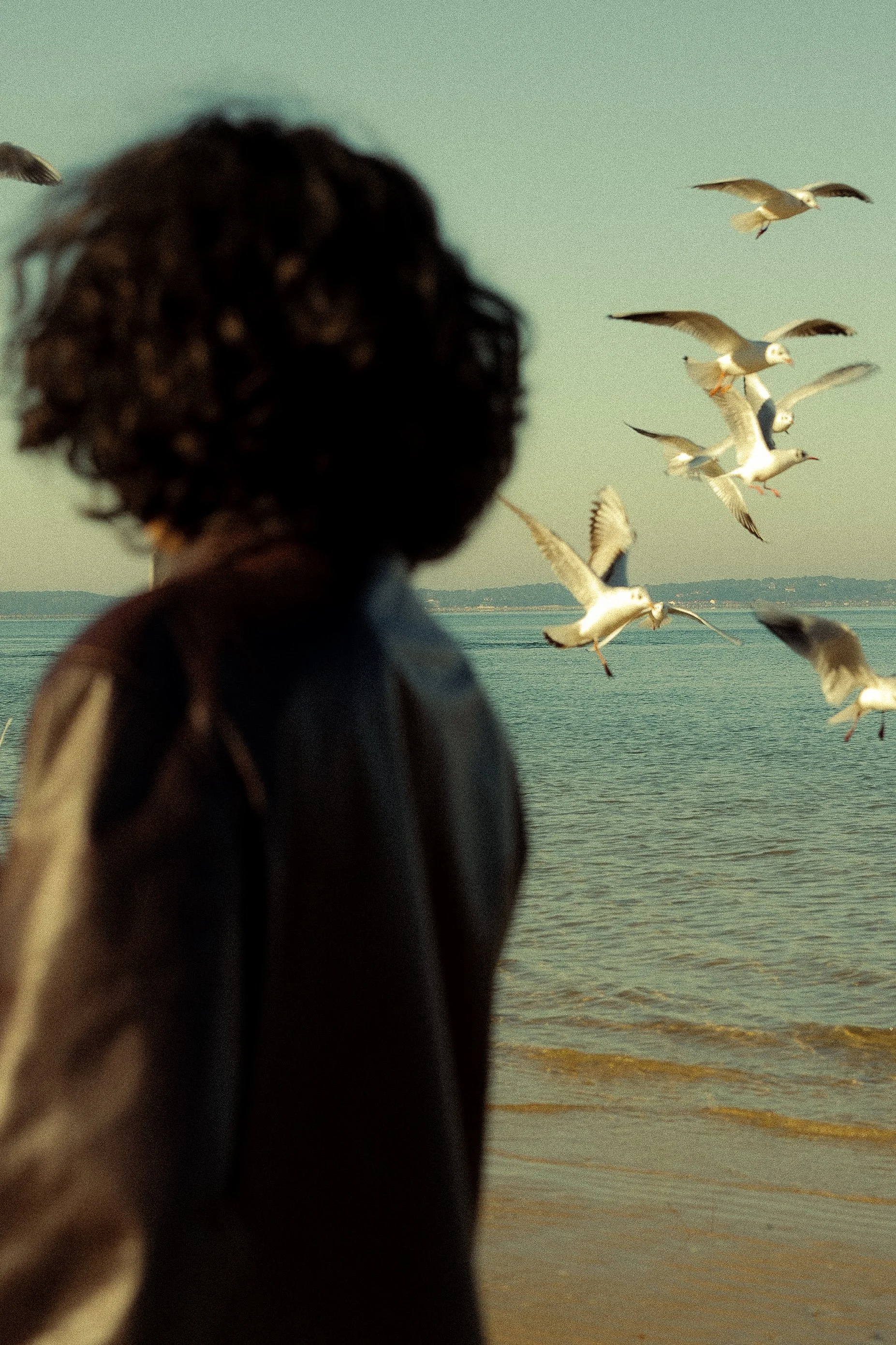 A person with curly hair and a backpack standing on a beach, watching seagulls flying over the water.