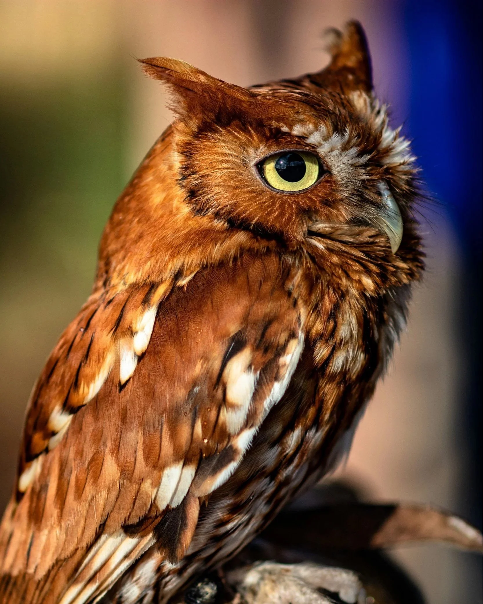 Home Asset and Personal Property Inventories