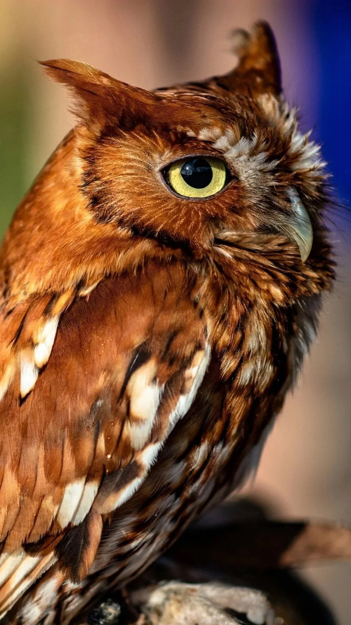 Close-up of an eastern screech owl with brown and white feathers, large yellow eyes, and a sharp beak.