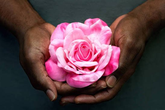 Two hands holding a large pink rose flower.