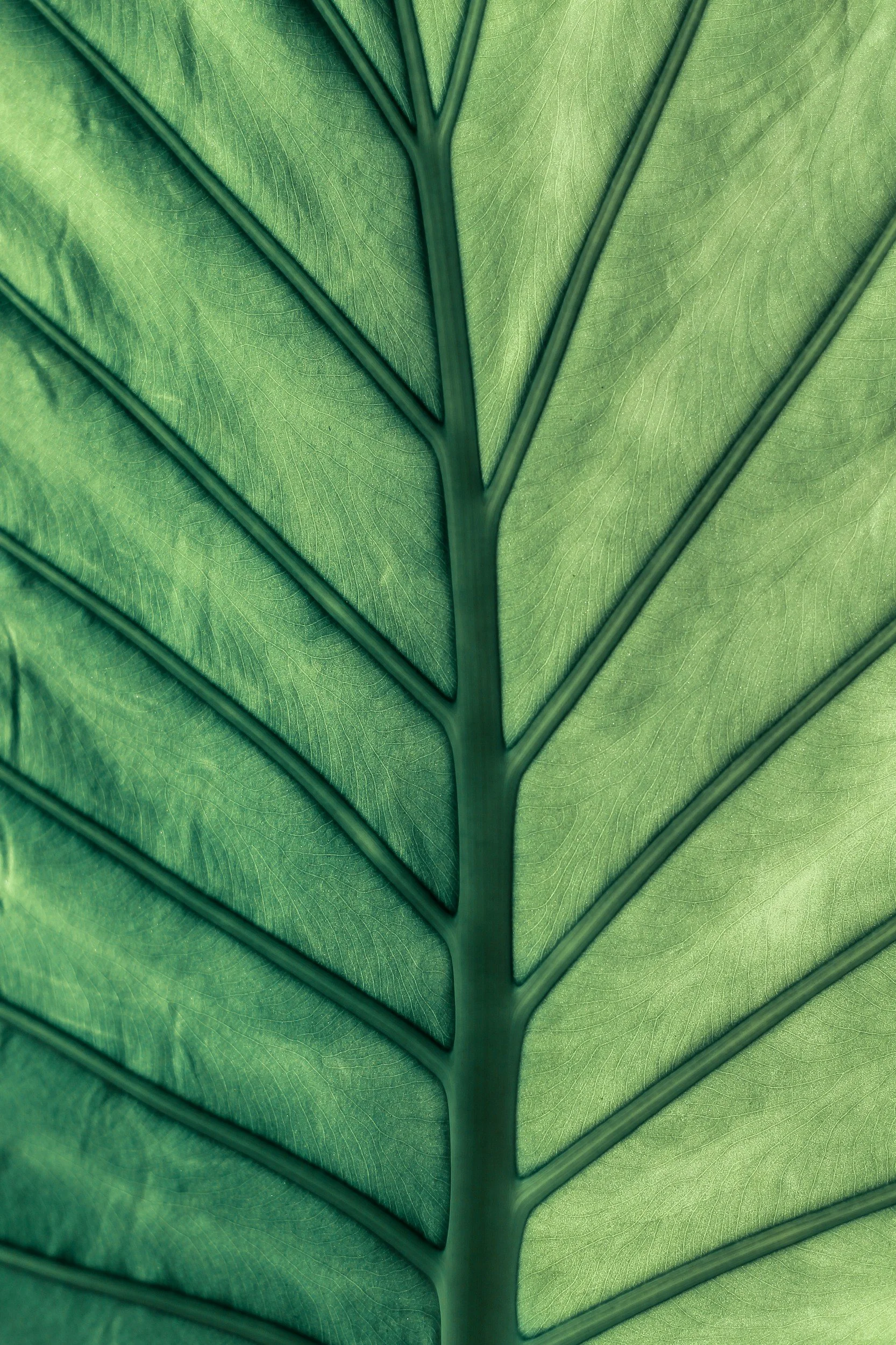 Close-up view of a large green leaf, displaying prominent veins and textured surface.