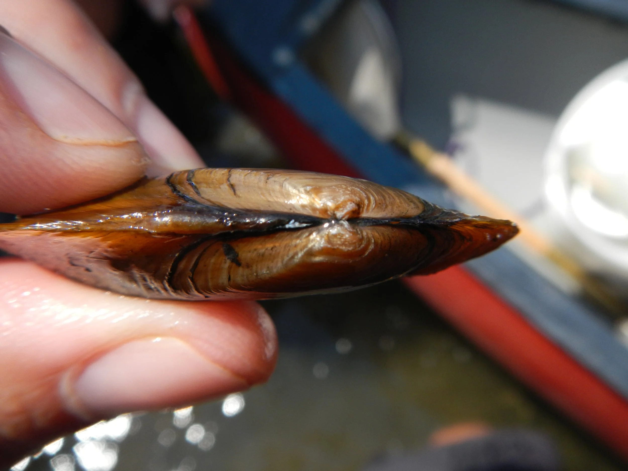 Close-up of a person's fingers holding a mussel shell underwater with a blurred background.