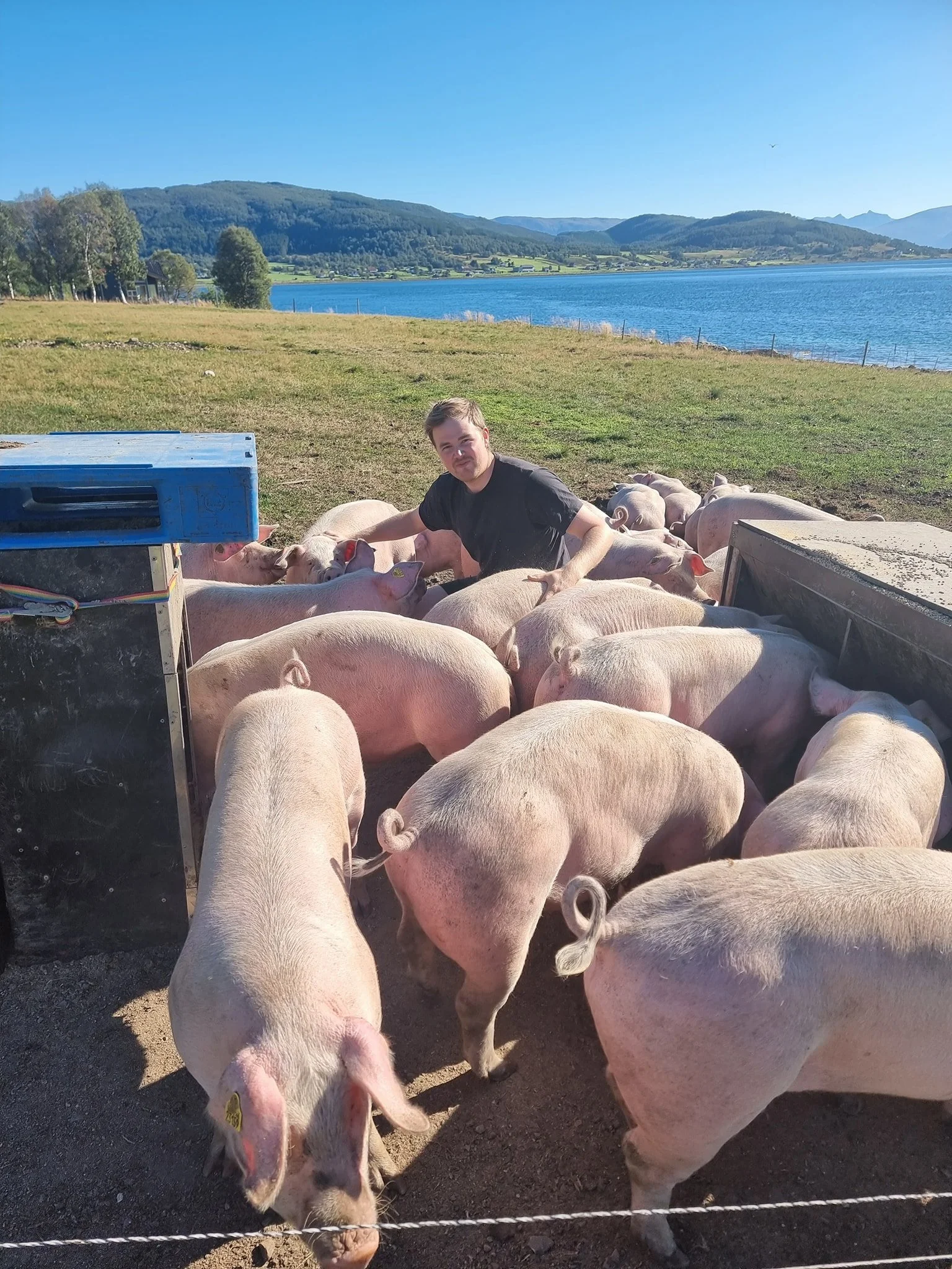 En mann på en gård med svin under en klar himmel ved en innsjø med fjell i bakgrunnen.