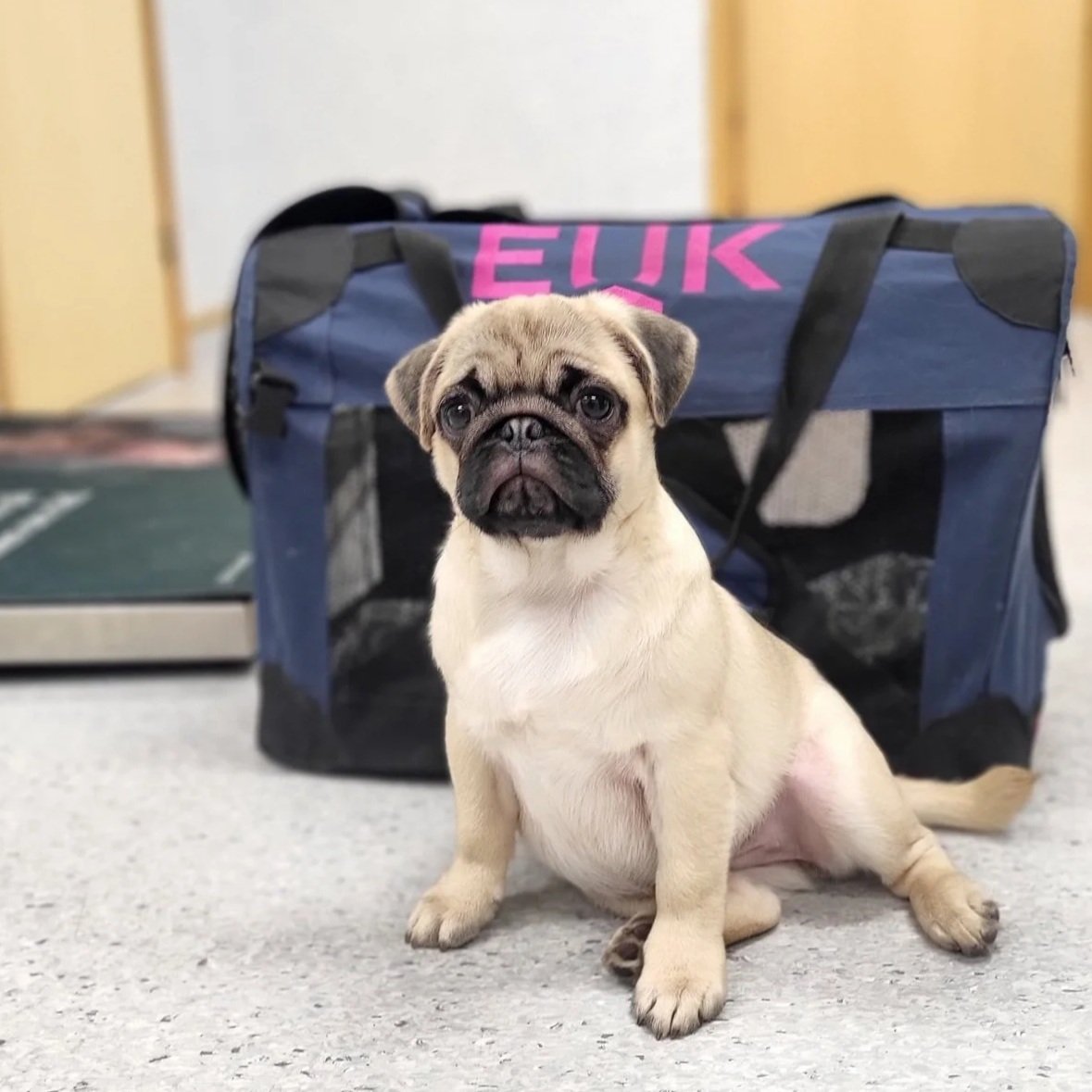 Liten pug-hund sitter på gulvet foran en stor blå sportsbag med rosa tekst, i et innendørsmiljø.