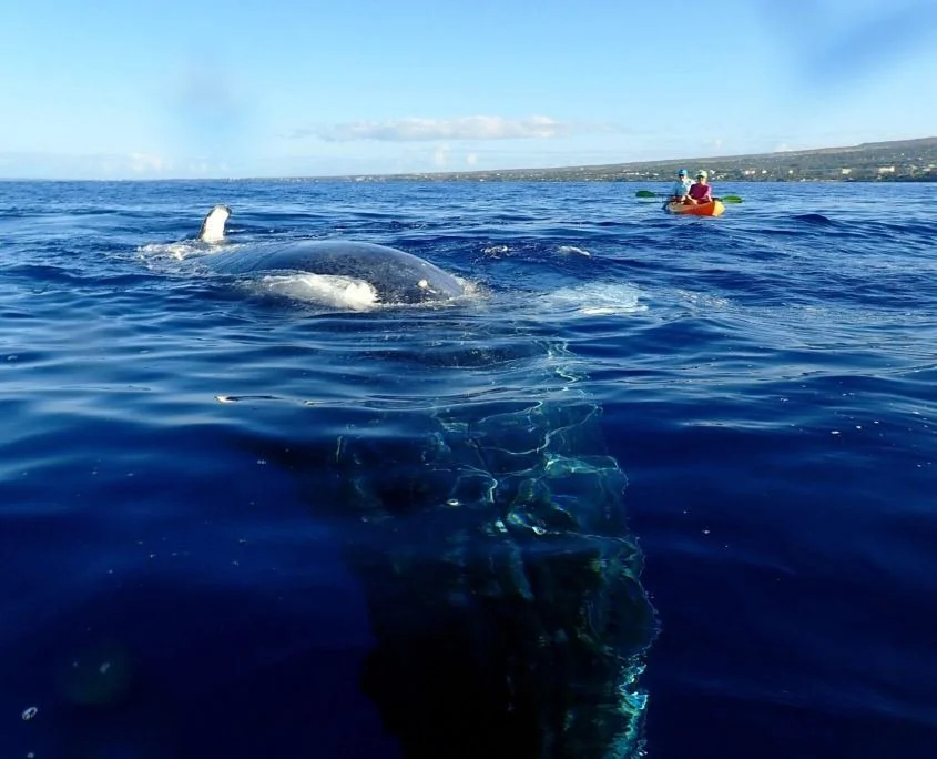 A whale surfacing in the ocean with two people kayaking in the background.
