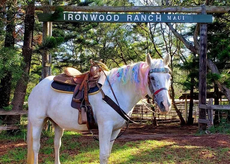 White horse with a rainbow-colored mane and saddled, standing in front of a wooden sign that reads 'Ironwood Ranch Maui.'