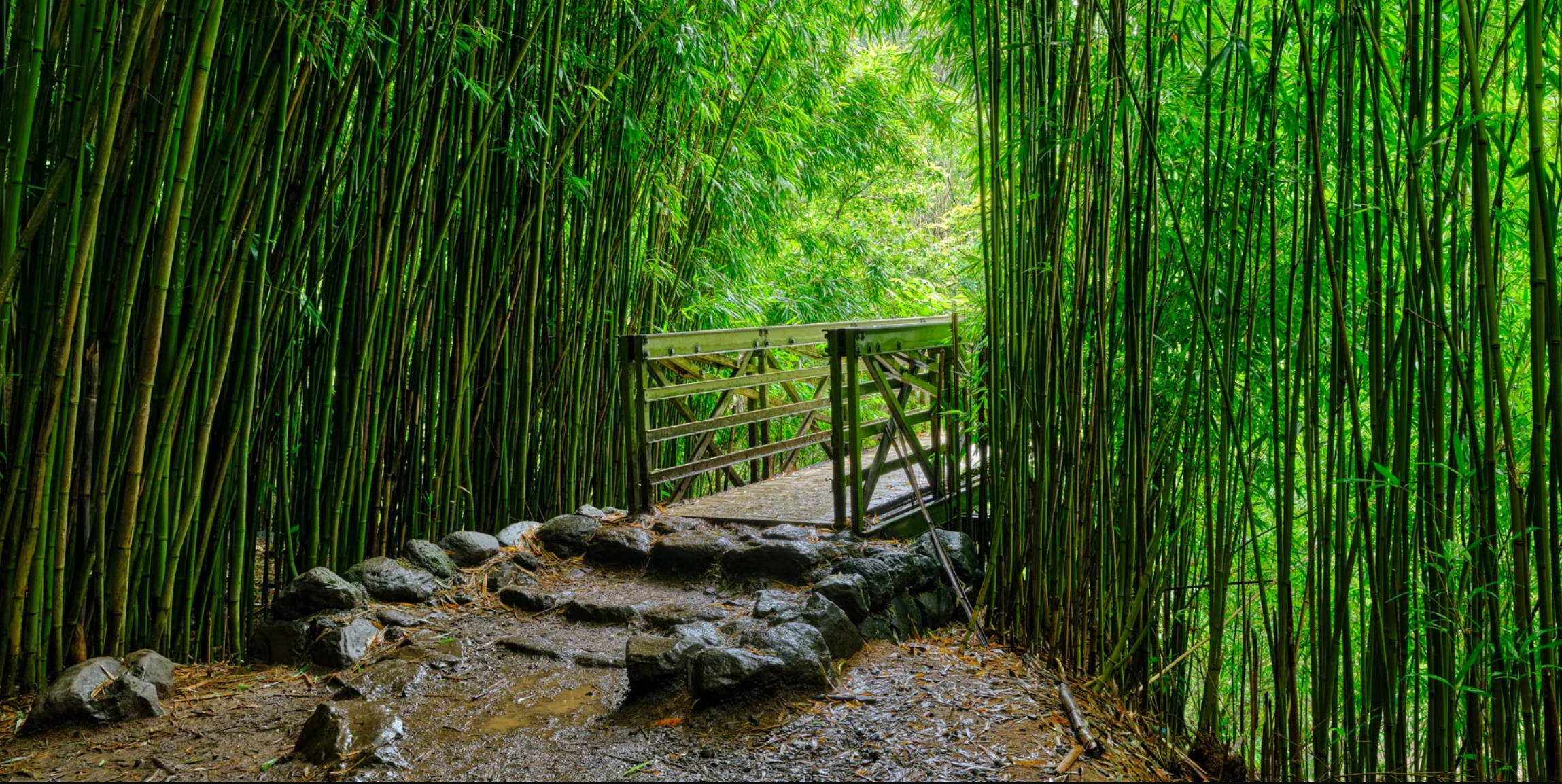 A small bridge with a metal railing over a dirt and stone path, surrounded by tall green bamboo stalks in a lush forest.