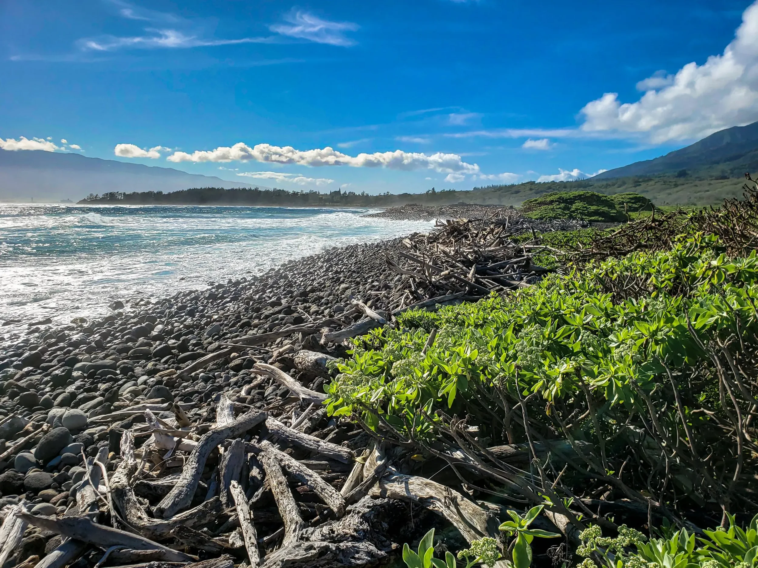 Ocean shoreline with rocks and driftwood, green bushes in foreground, blue sky with clouds, distant mountains and trees.