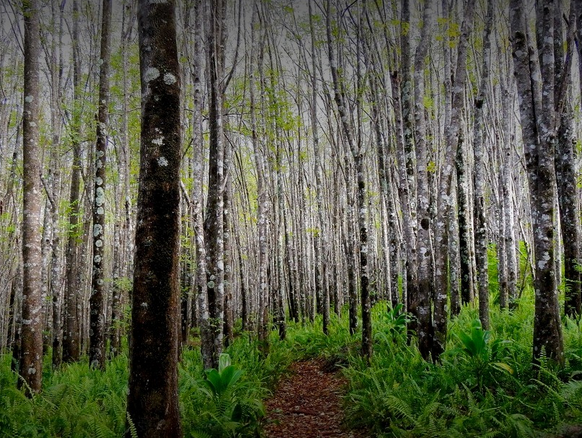 A dense forest with tall, slender trees and a narrow dirt trail winding through green foliage.