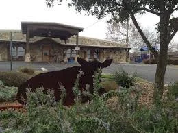 A cow standing among bushes near a road with a building and trees in the background.