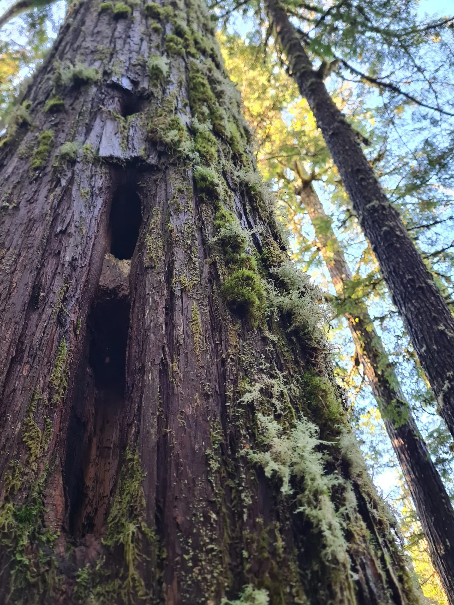 Woodpecker marks along dead Western Red Cedar tree.