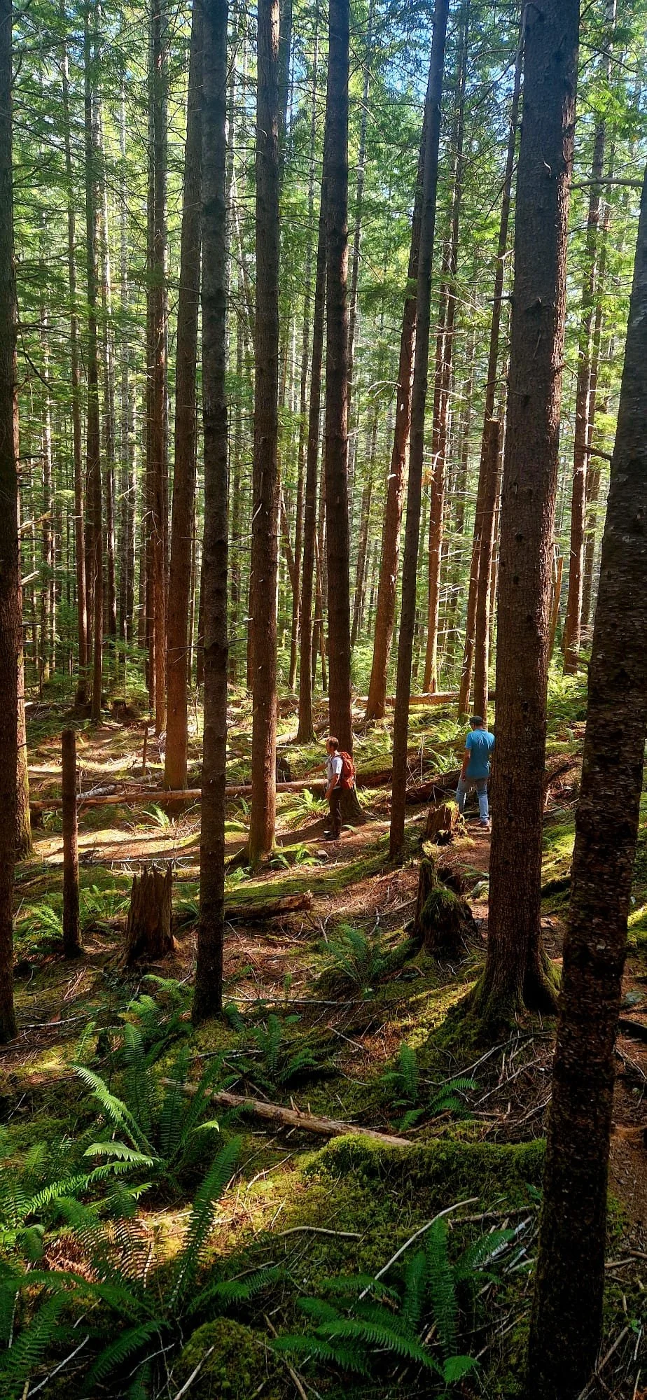 Antler Lake second Growth Stands.jpeg