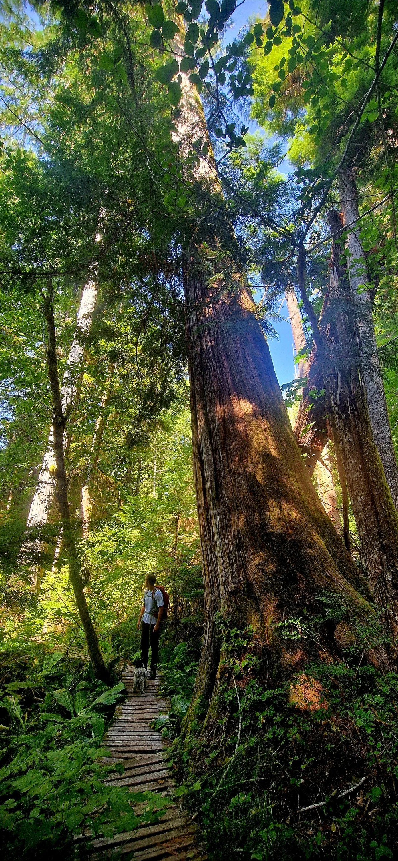 Antler Lake_With Me_Under Cedar.jpg