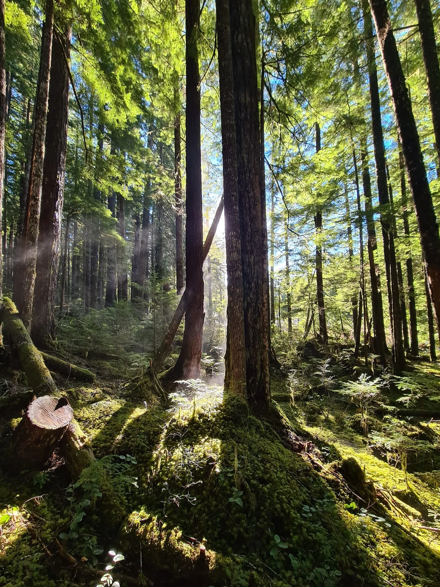 Morning sun  rays warming up the morning frost along Scout lake trail.