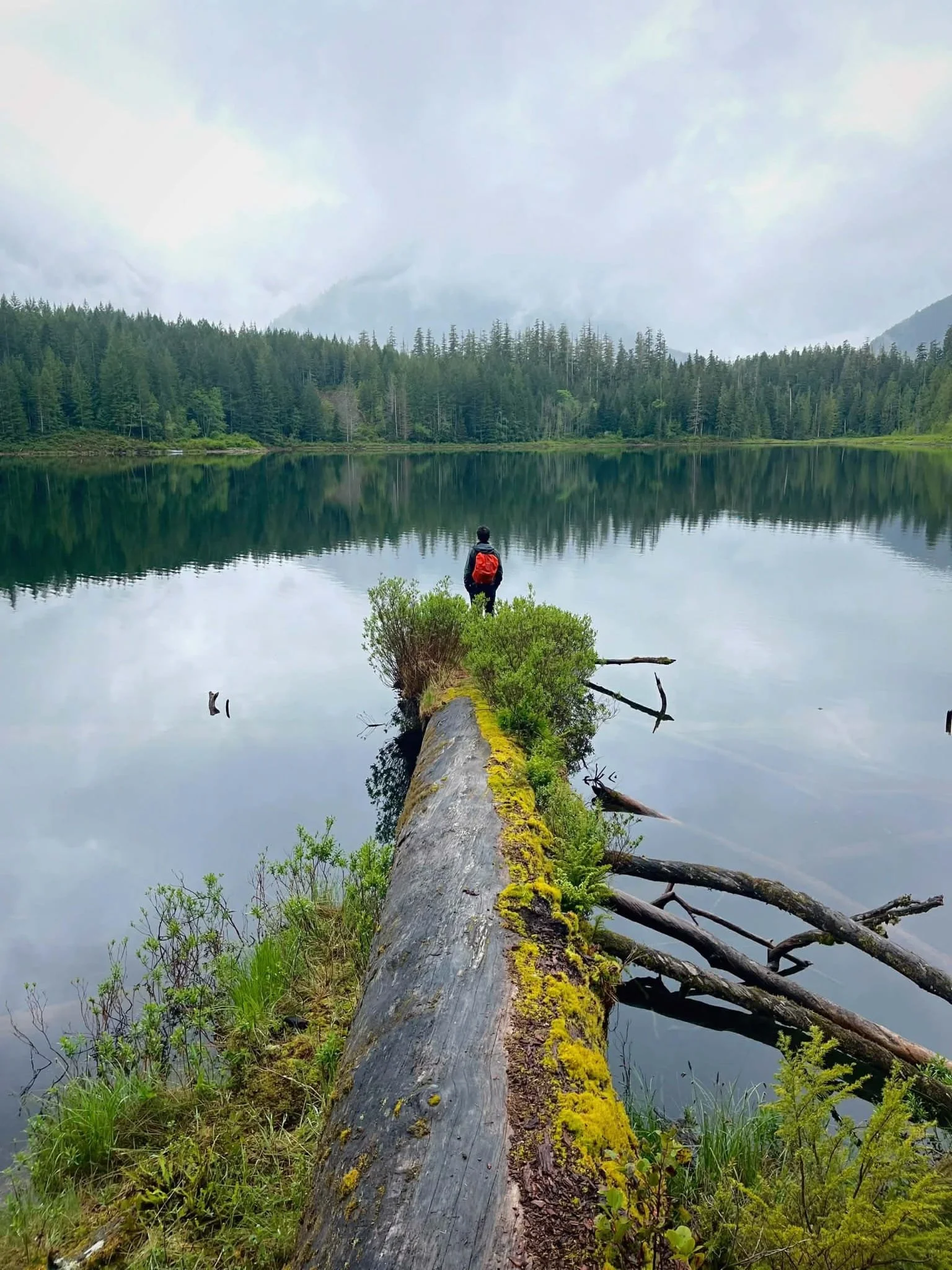 Natural Pier - dead hemlock jetting out into the Antler Lake. 