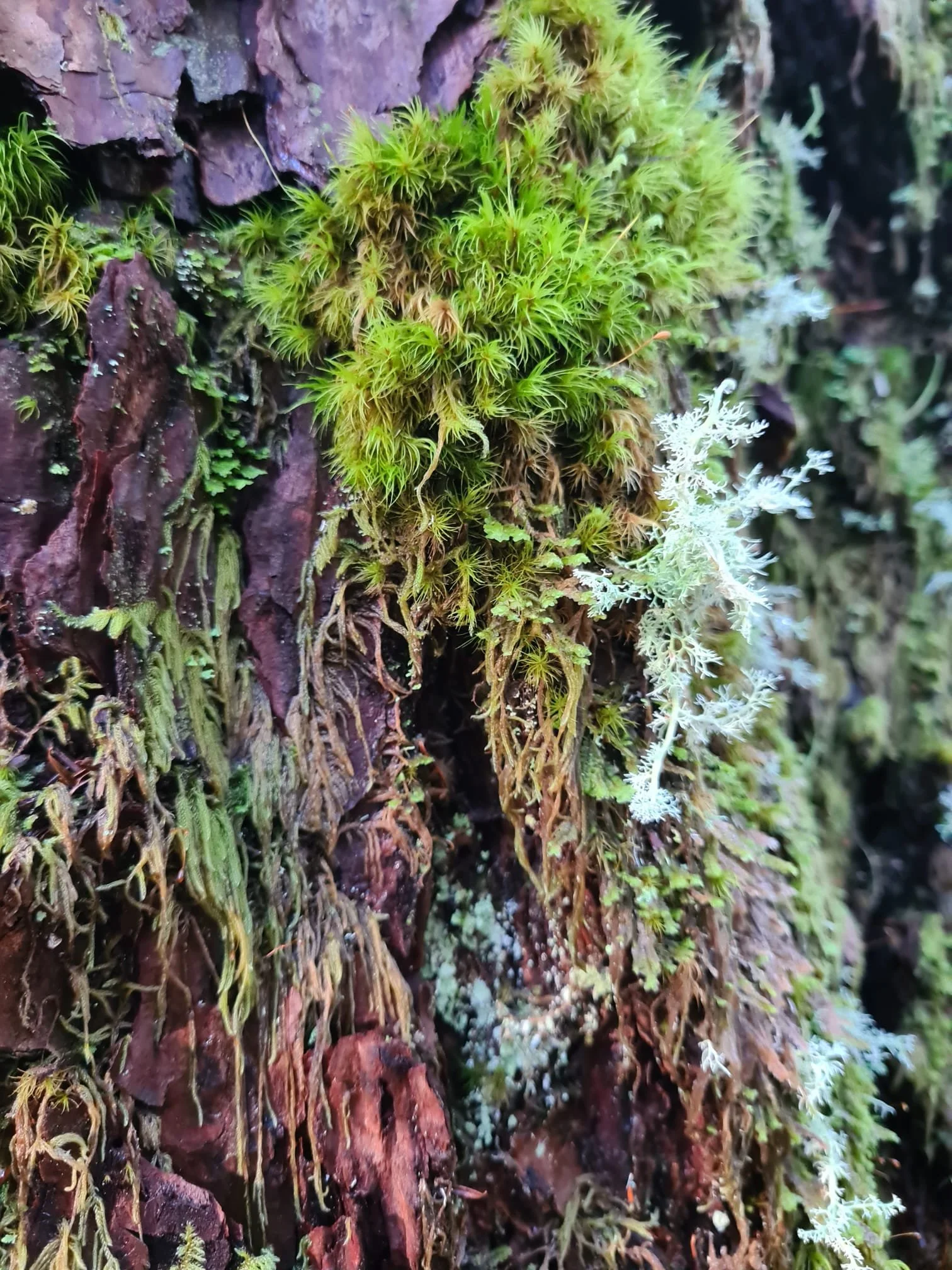 Forest textures growing on bark.