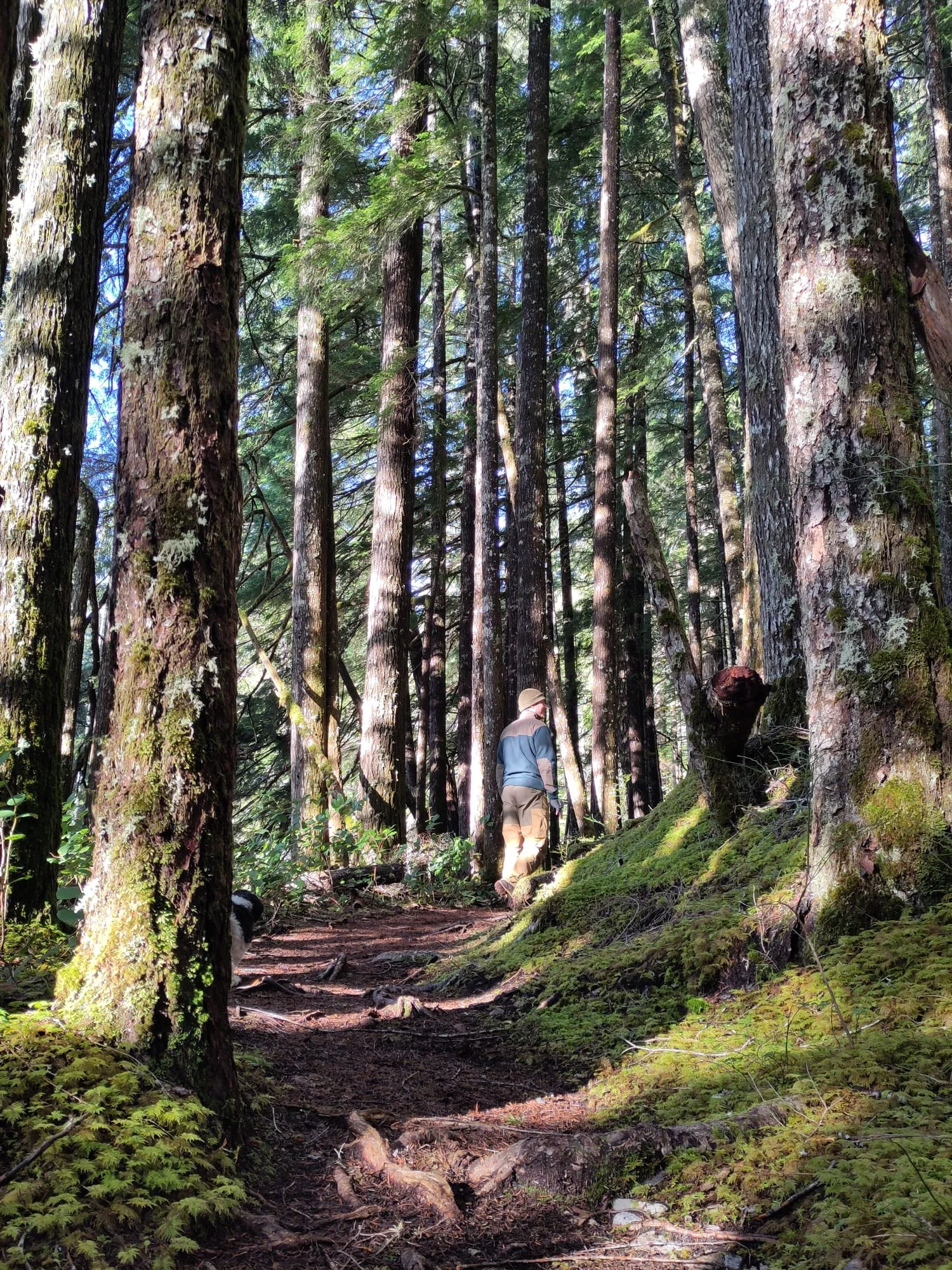Lead guide Thomas touring around scout lake trail with dense second growth trees. 