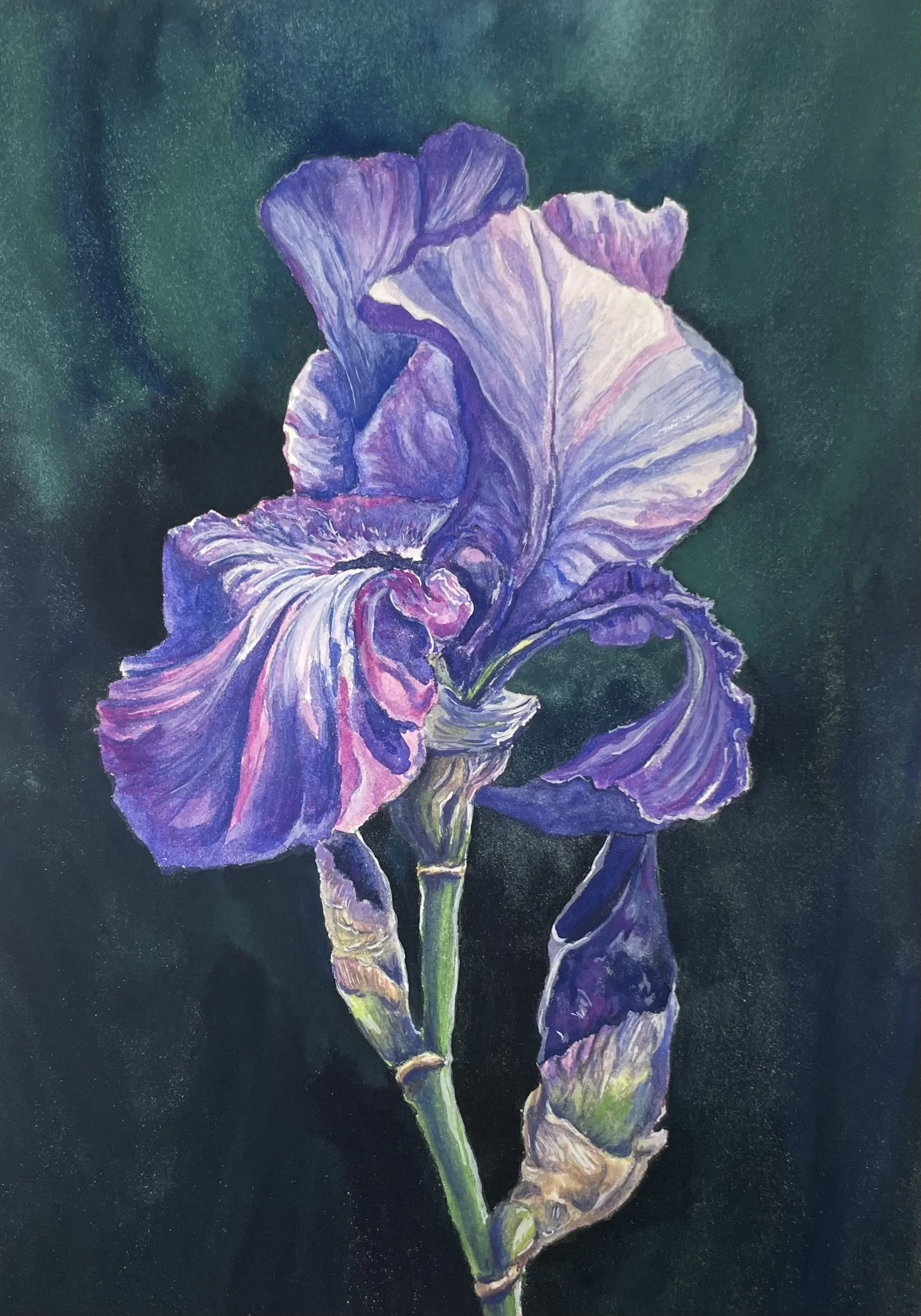 Grape Soda Iris Fine Art Print