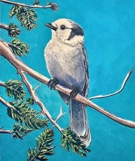 Canada Jay (Gray Jay) Alpine Bird Art Print