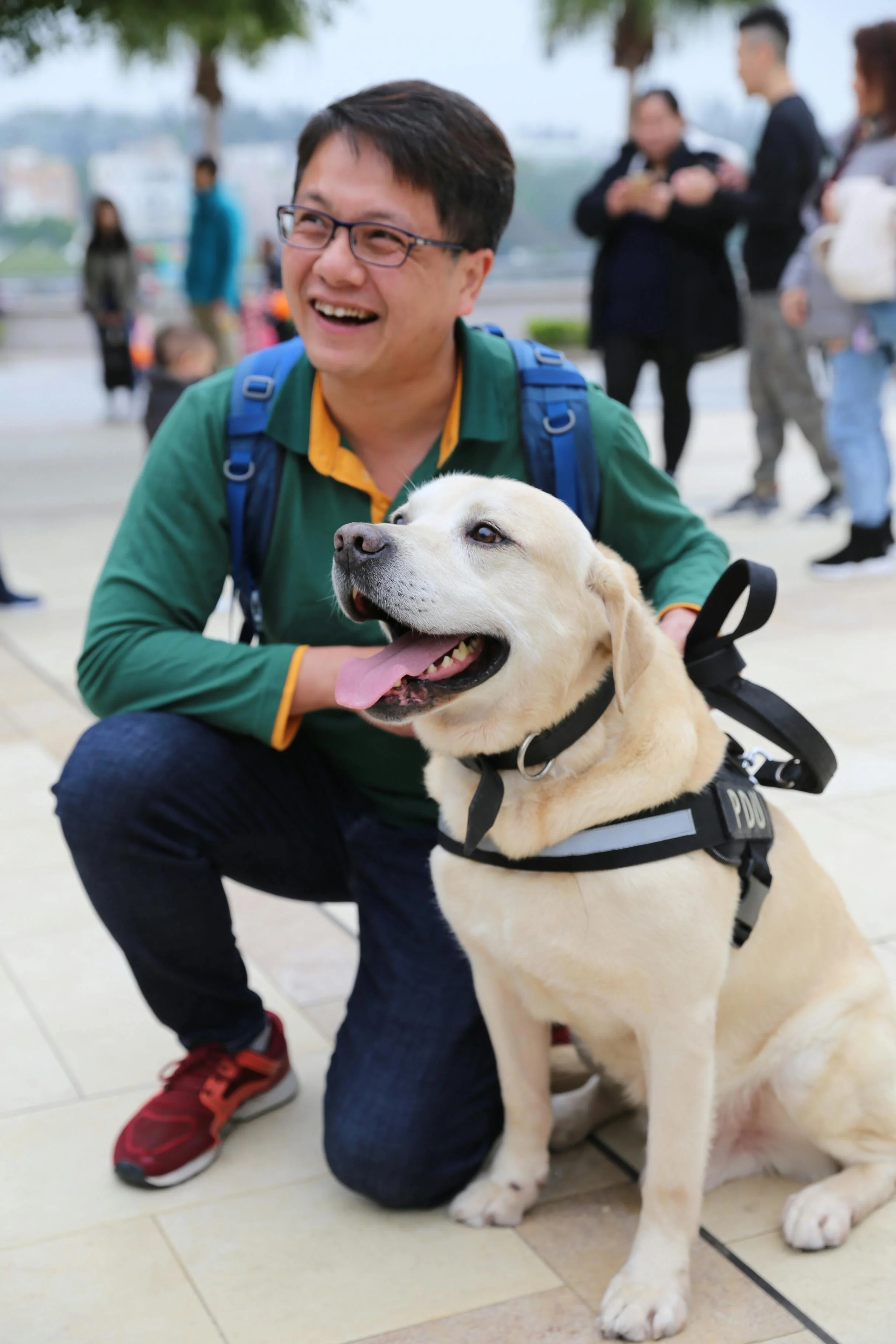 Six Week Board and Train Service Dog Training