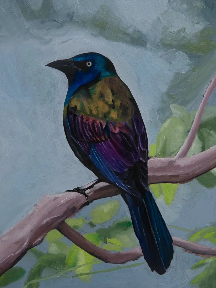Grackle
8" x 6"
Oil on Panel