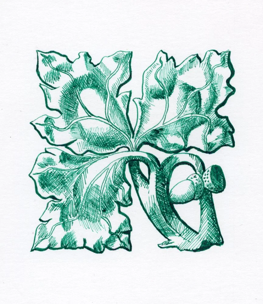 Acorn Patera
5" x 4"
Pen and Ink