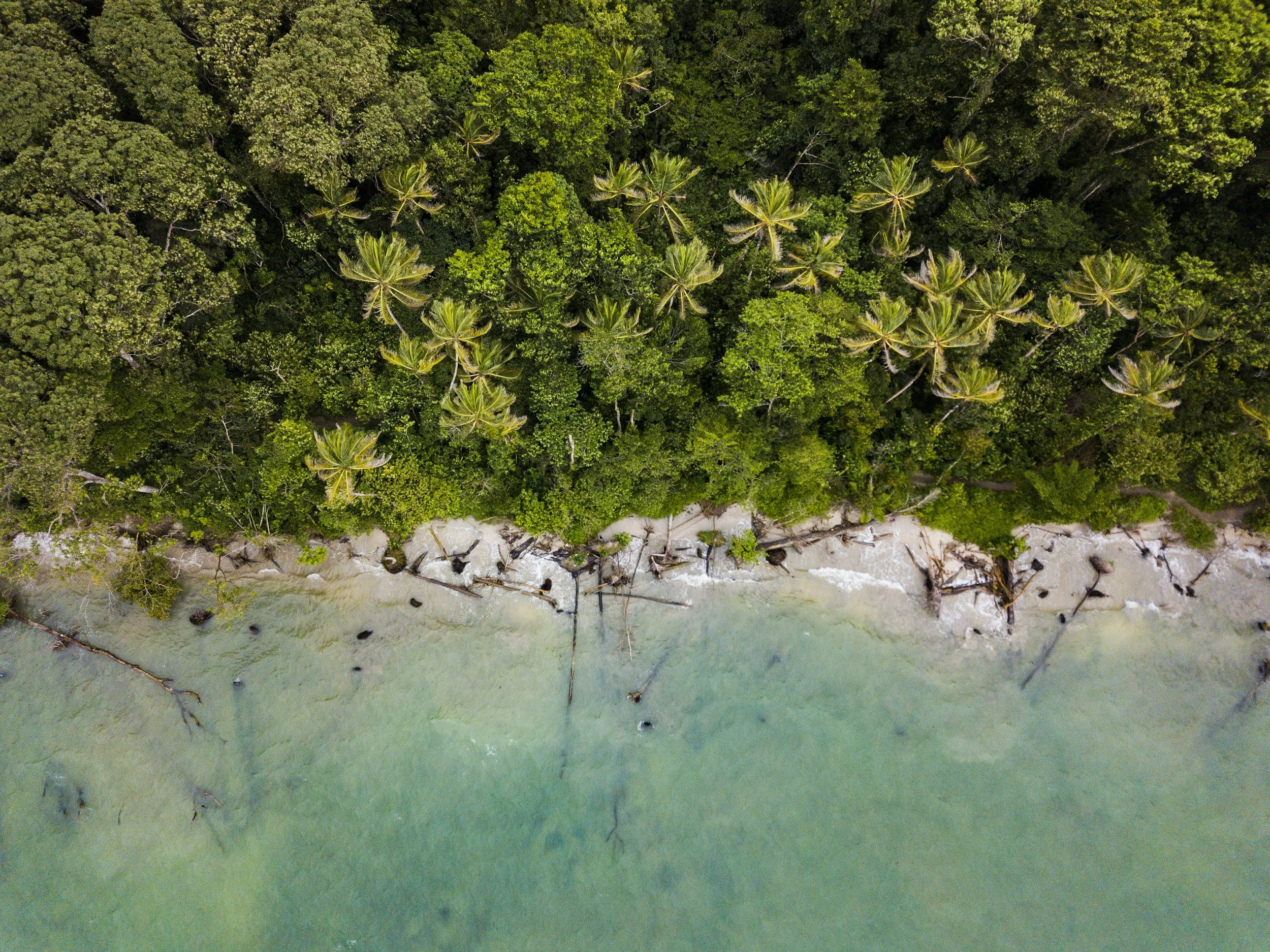 Aerial view of a sandy beach with fallen trees and lush green forest behind it, with light green water in the foreground.
