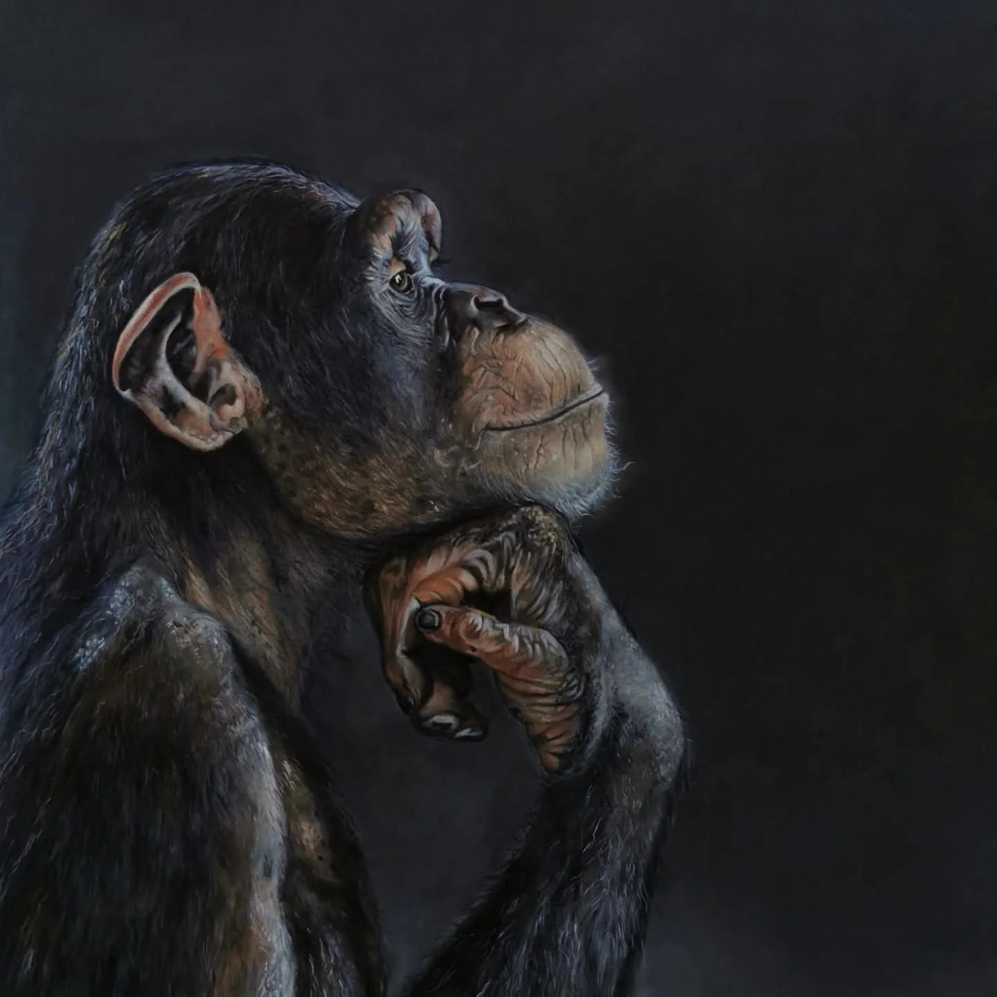Close-up of a chimpanzee with a contemplative expression, hand near chin on a dark background.