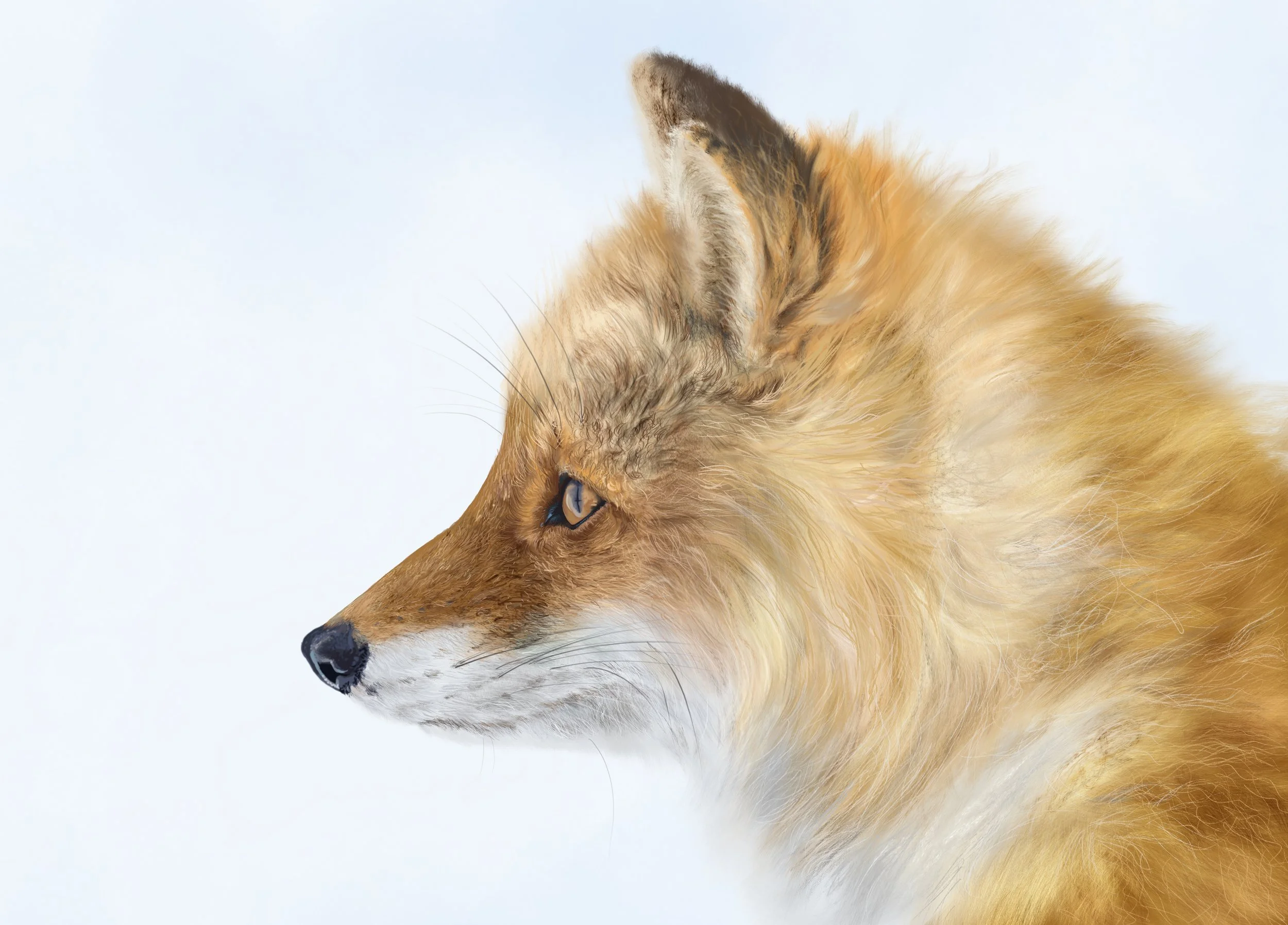 Close-up side profile of a fox's face with golden fur and piercing blue eyes, set against a plain light background.