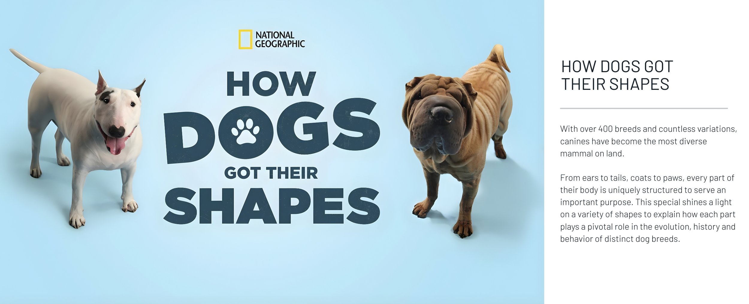A promotional graphic for a National Geographic feature about how dogs got their shapes, showing a dog with a bull terrier appearance on the left and a large, wrinkled dog resembling a mastiff on the right, with text explaining dog diversity.