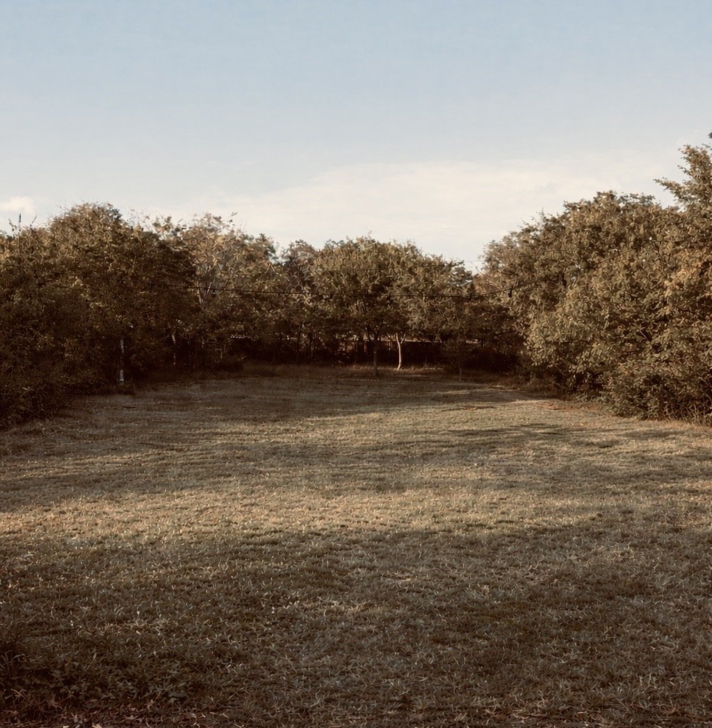 A dirt path or clearing surrounded by dense trees with autumn foliage, under a clear sky.
