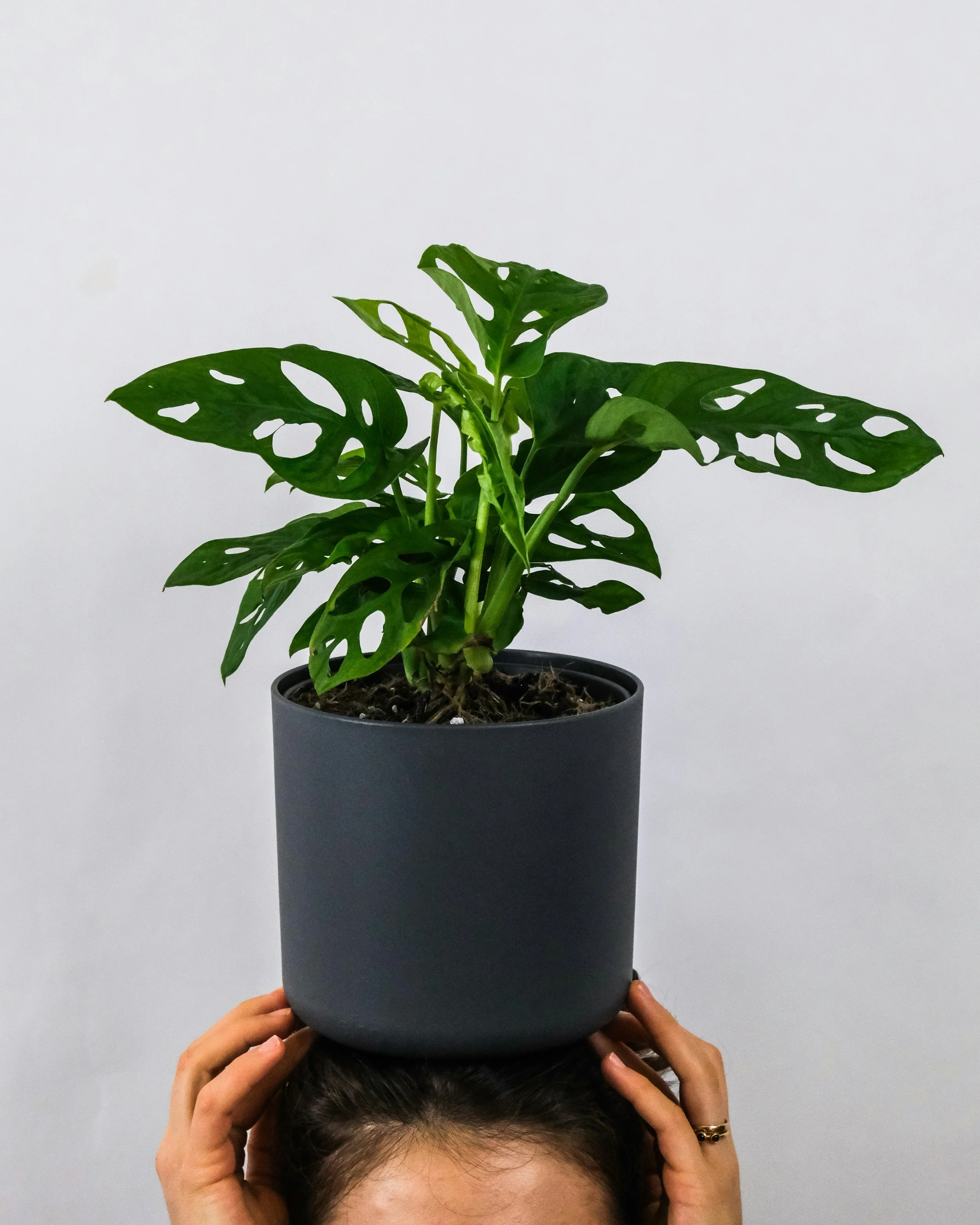 Person holding a potted green Monstera plant on their head. Viewed from forehead up.