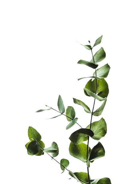 Green eucalyptus leaves