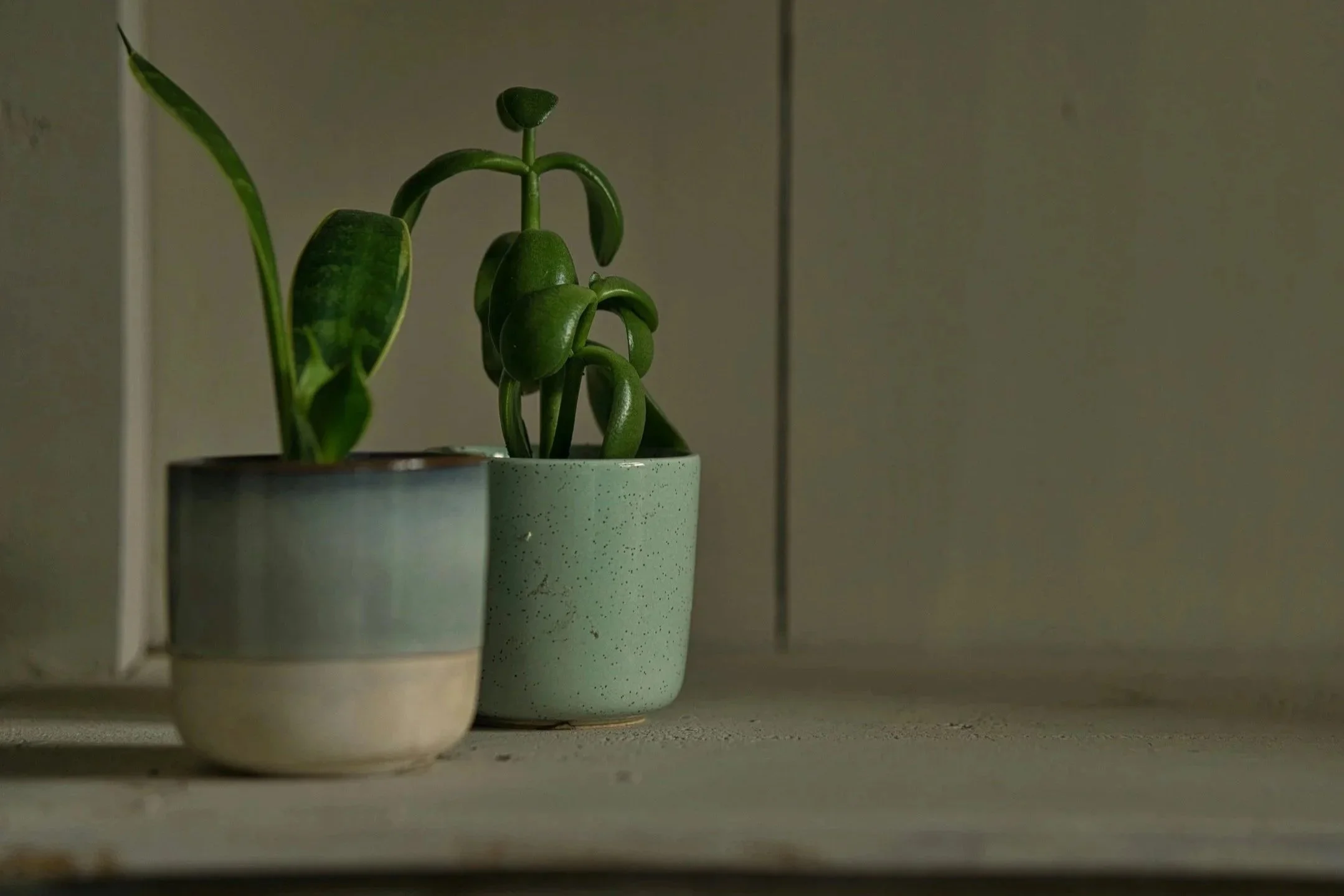 Two potted plants next to each other with green, rounded, oval like leaves.