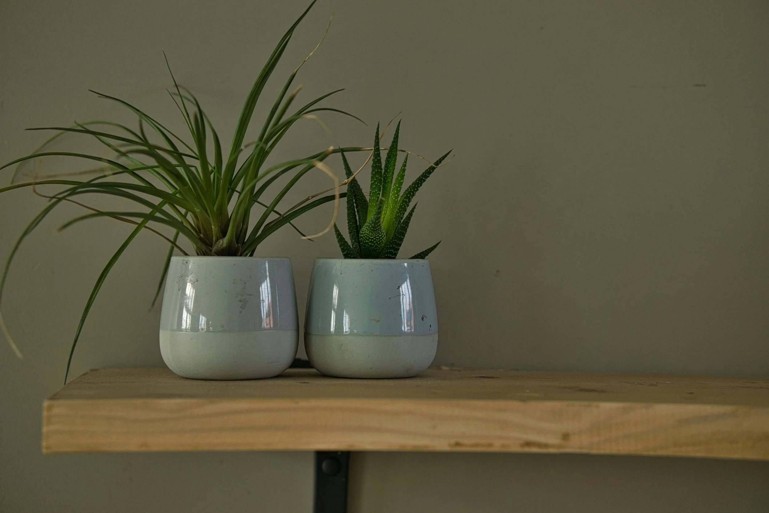 Two potted spikey green plants next to each other on a shelf