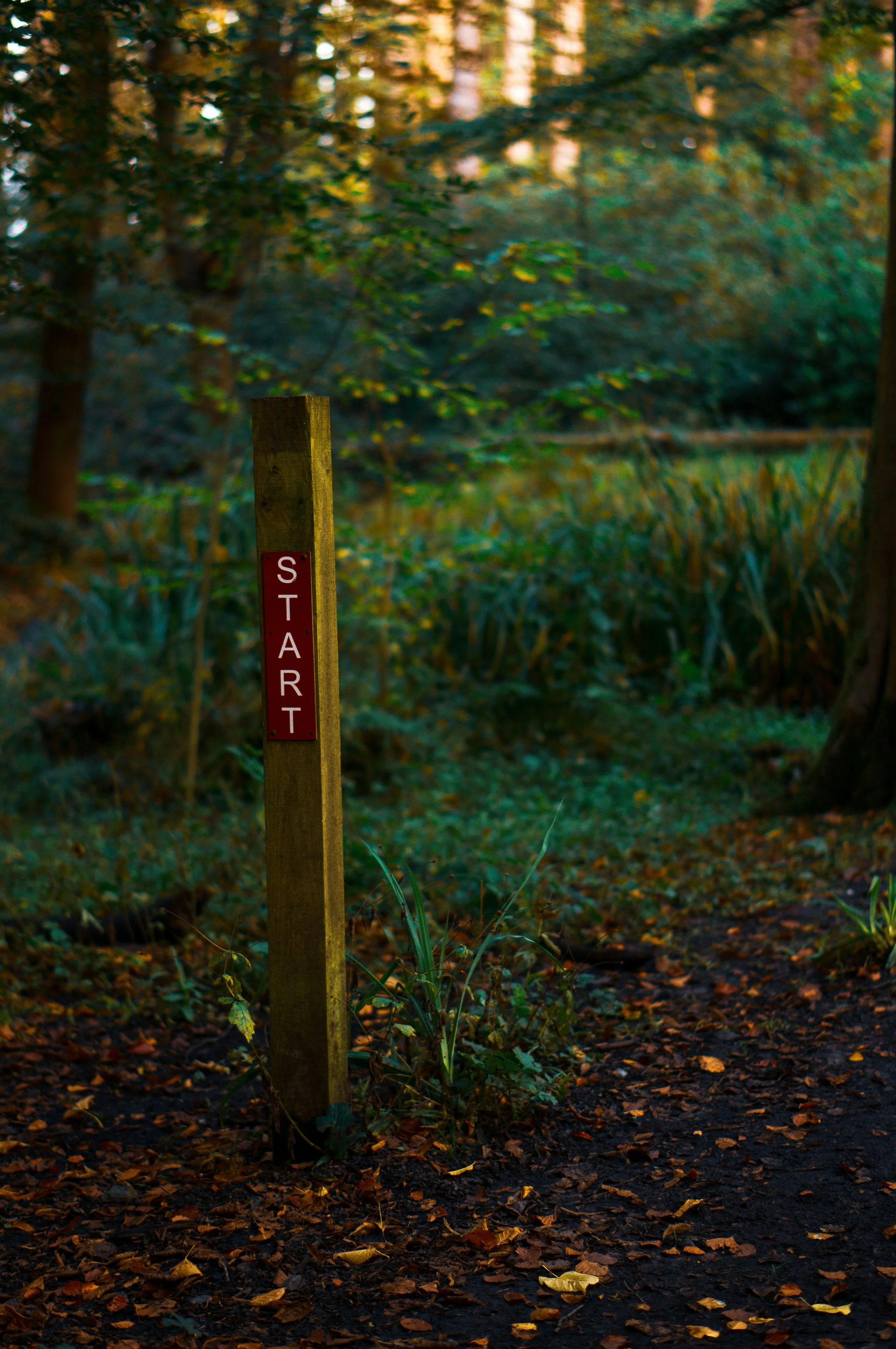 Wooden post in the woods that says START in red