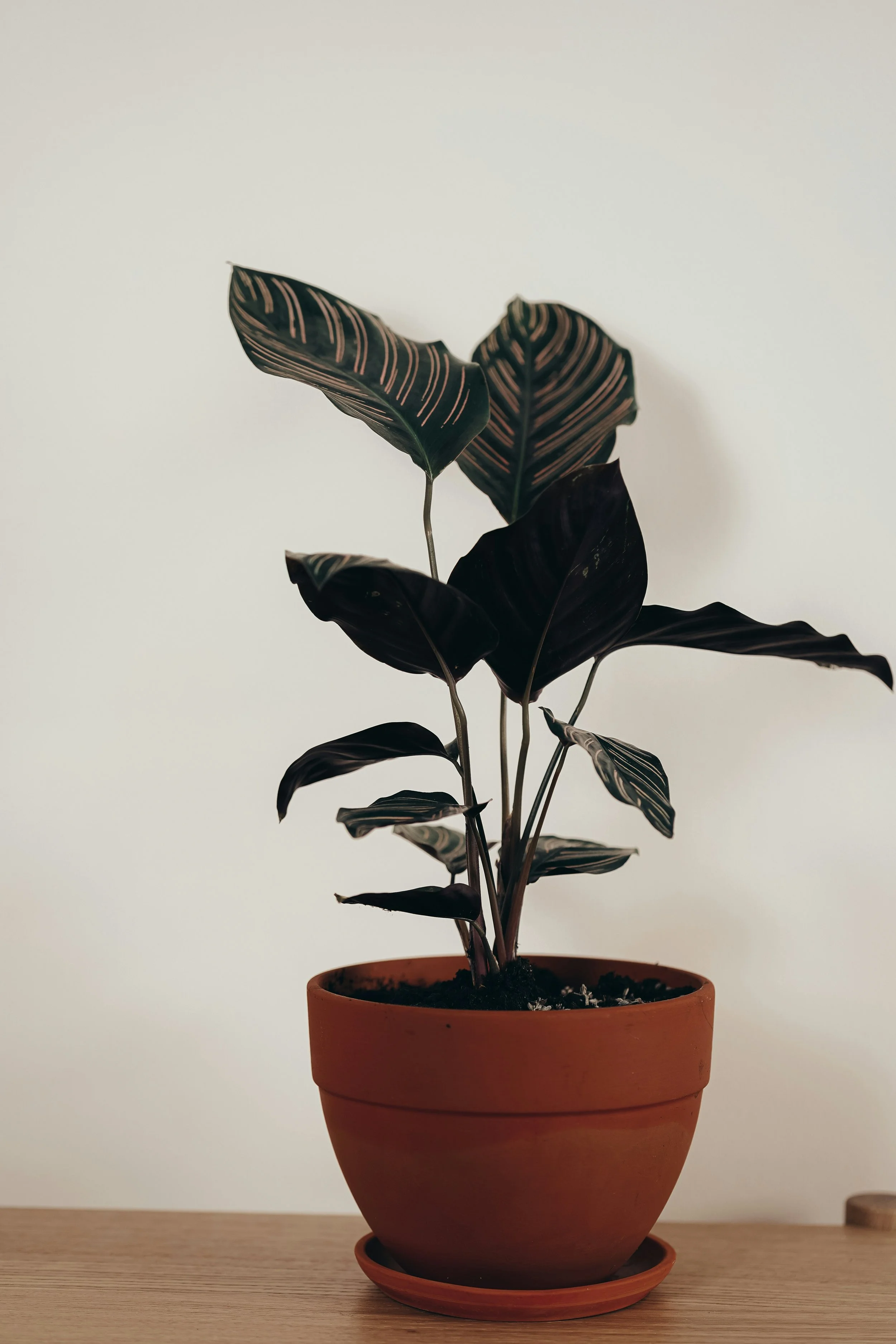 Large tropical plant with dark green leaves in round, rust colored pot