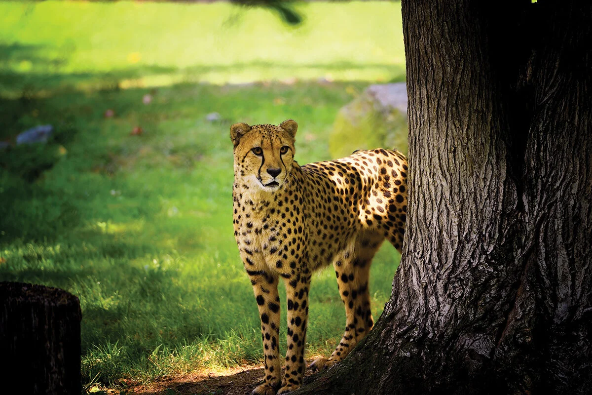 Cape May County Zoo