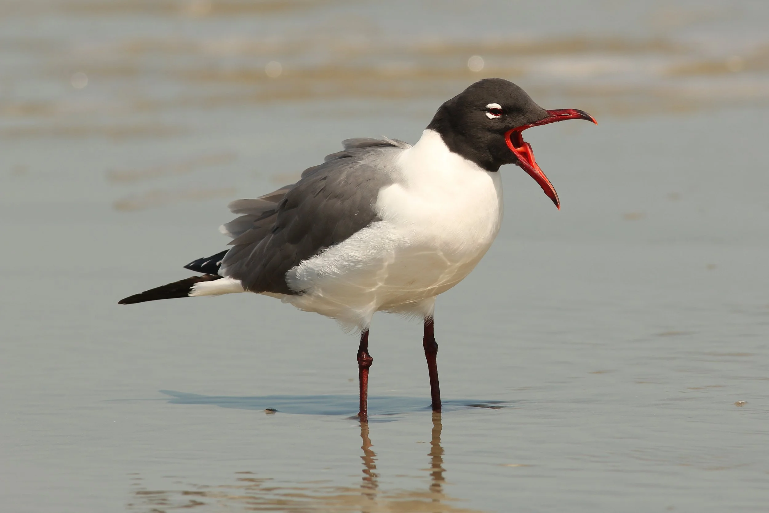 The 11 Gulls Of Cape May... And How To Tell Them Apart