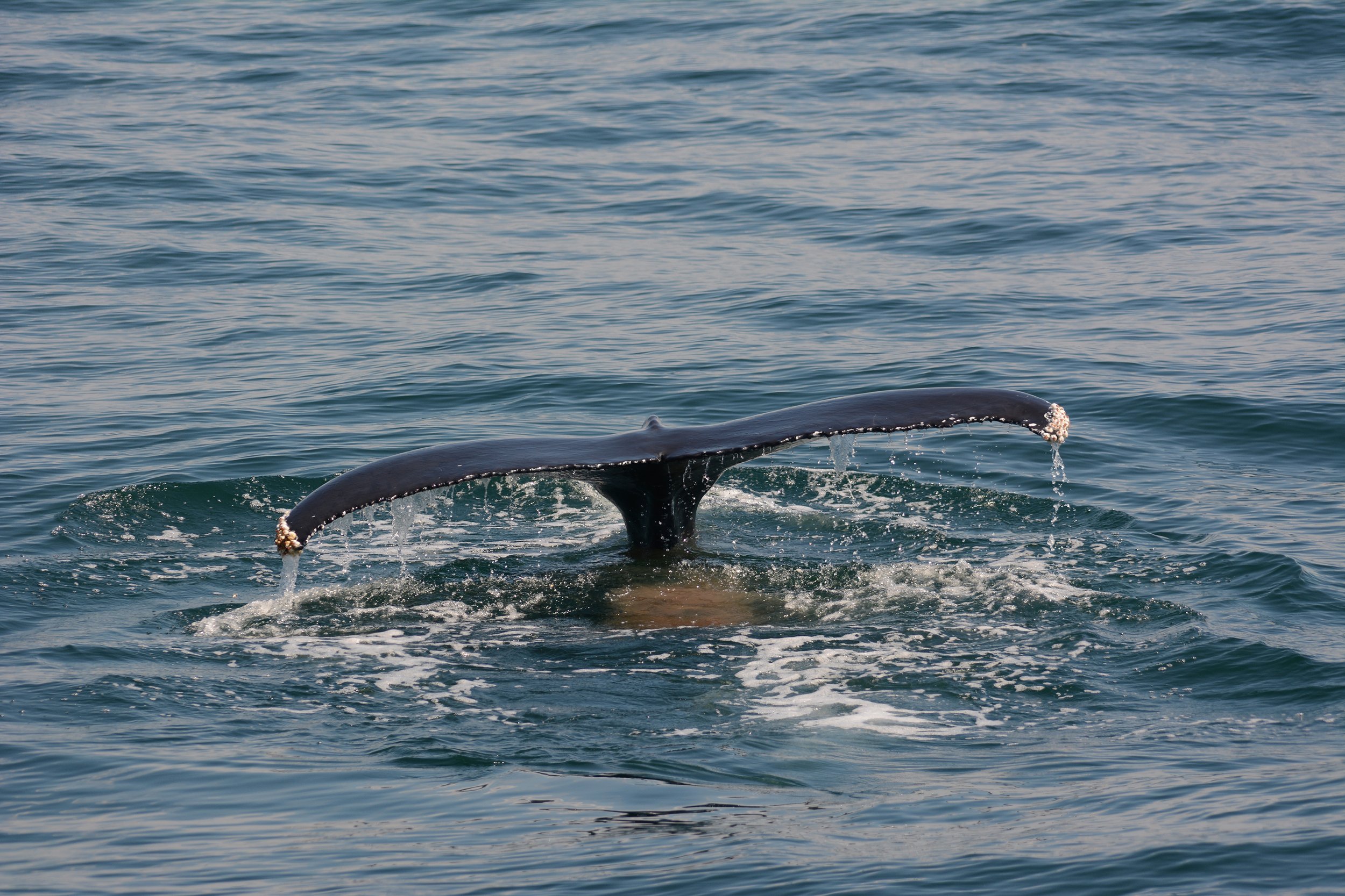 Thar She Blows... And There Goes Cape May’s 4:15 Dolphin!