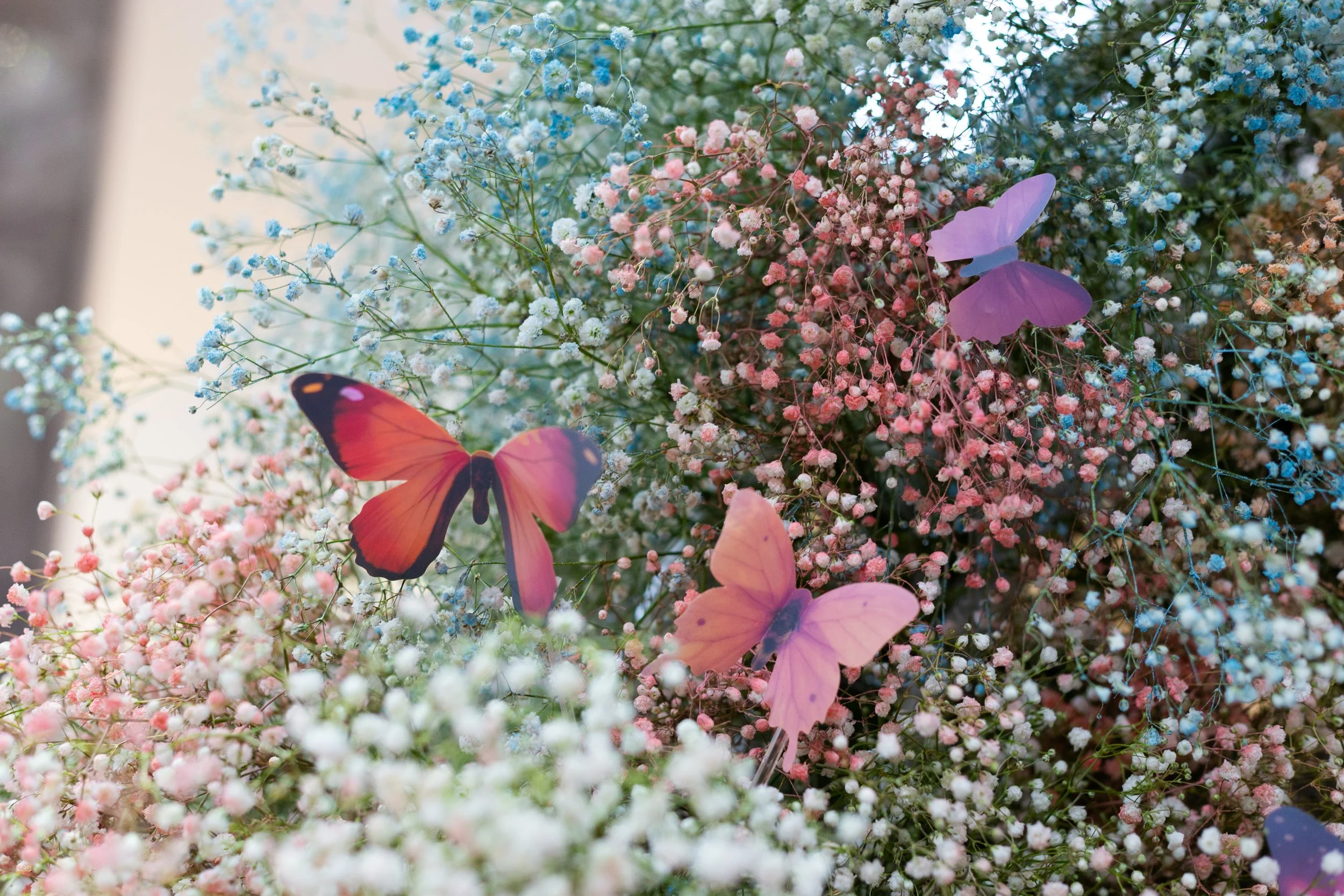 BV - Garden of Curiosities (5).jpg