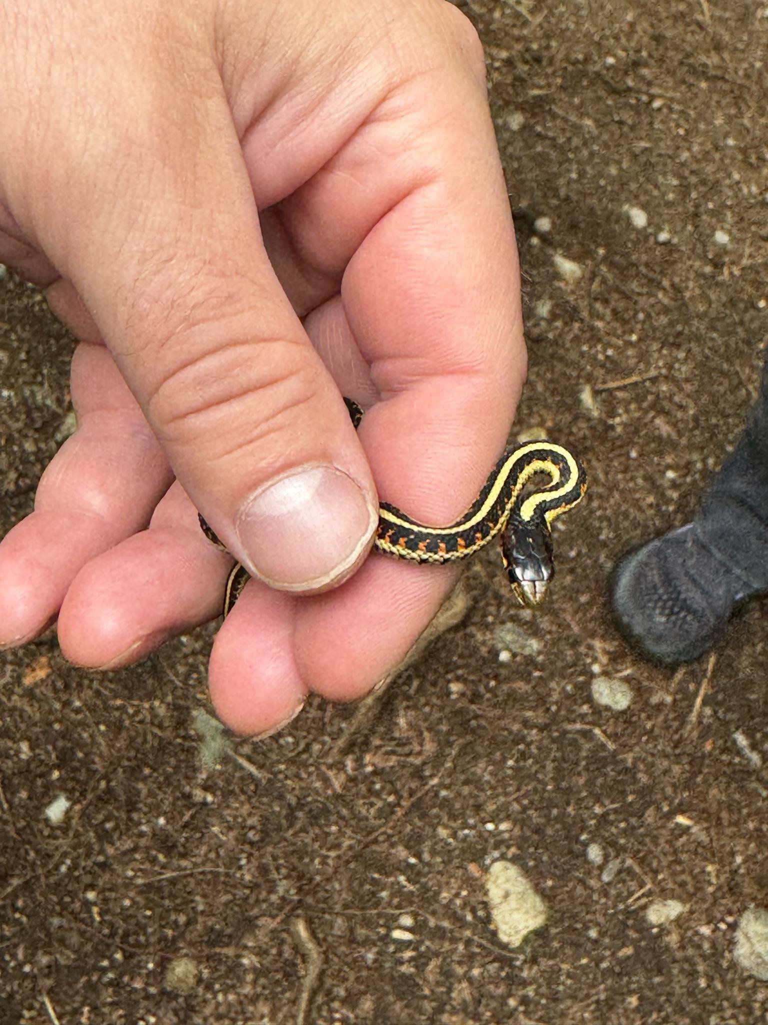 Person holding a small snake with yellow and black stripes, near rocky ground.
