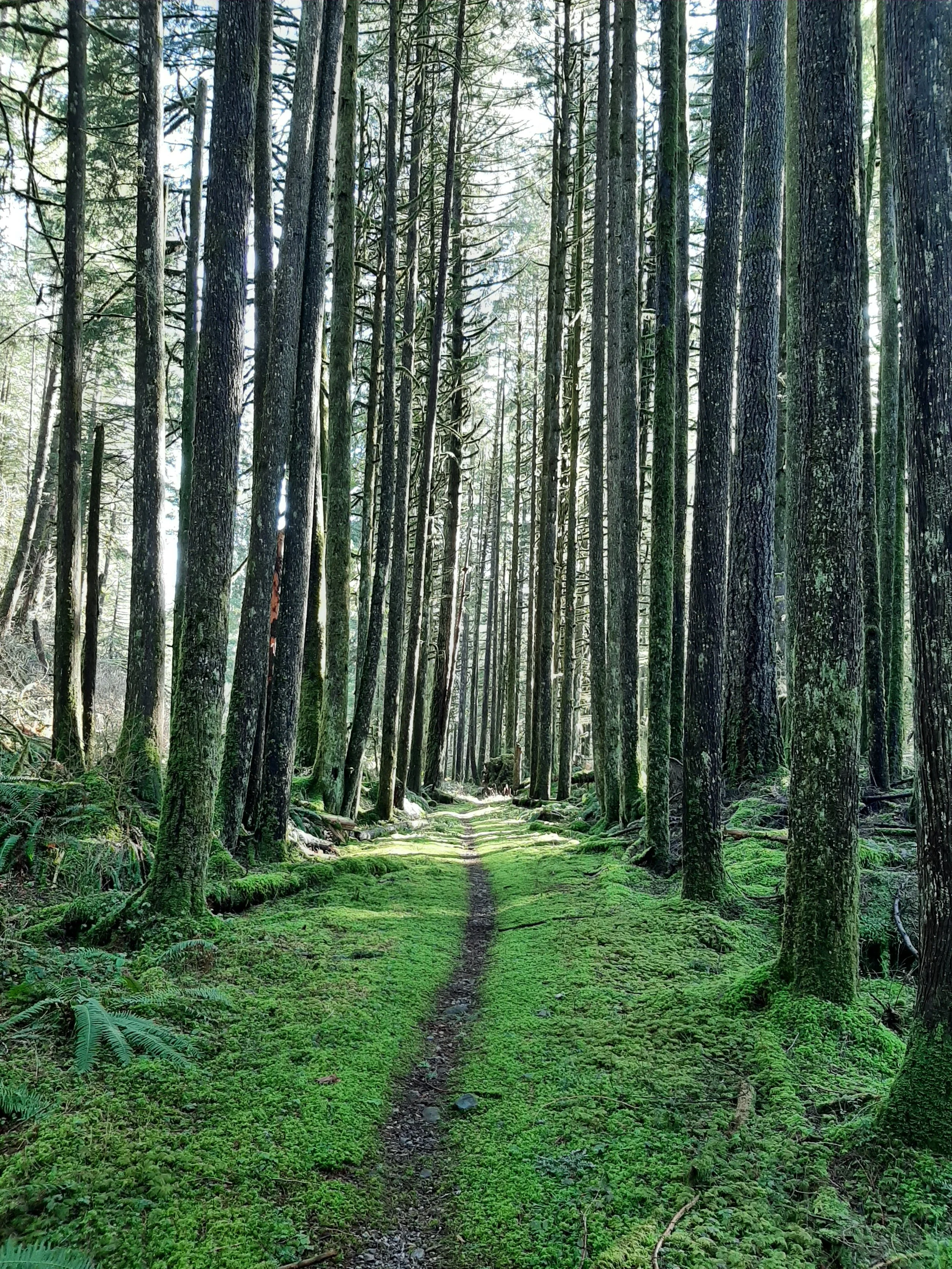 A narrow dirt trail runs through a dense forest of tall, green moss-covered trees with sunlight filtering through the canopy.