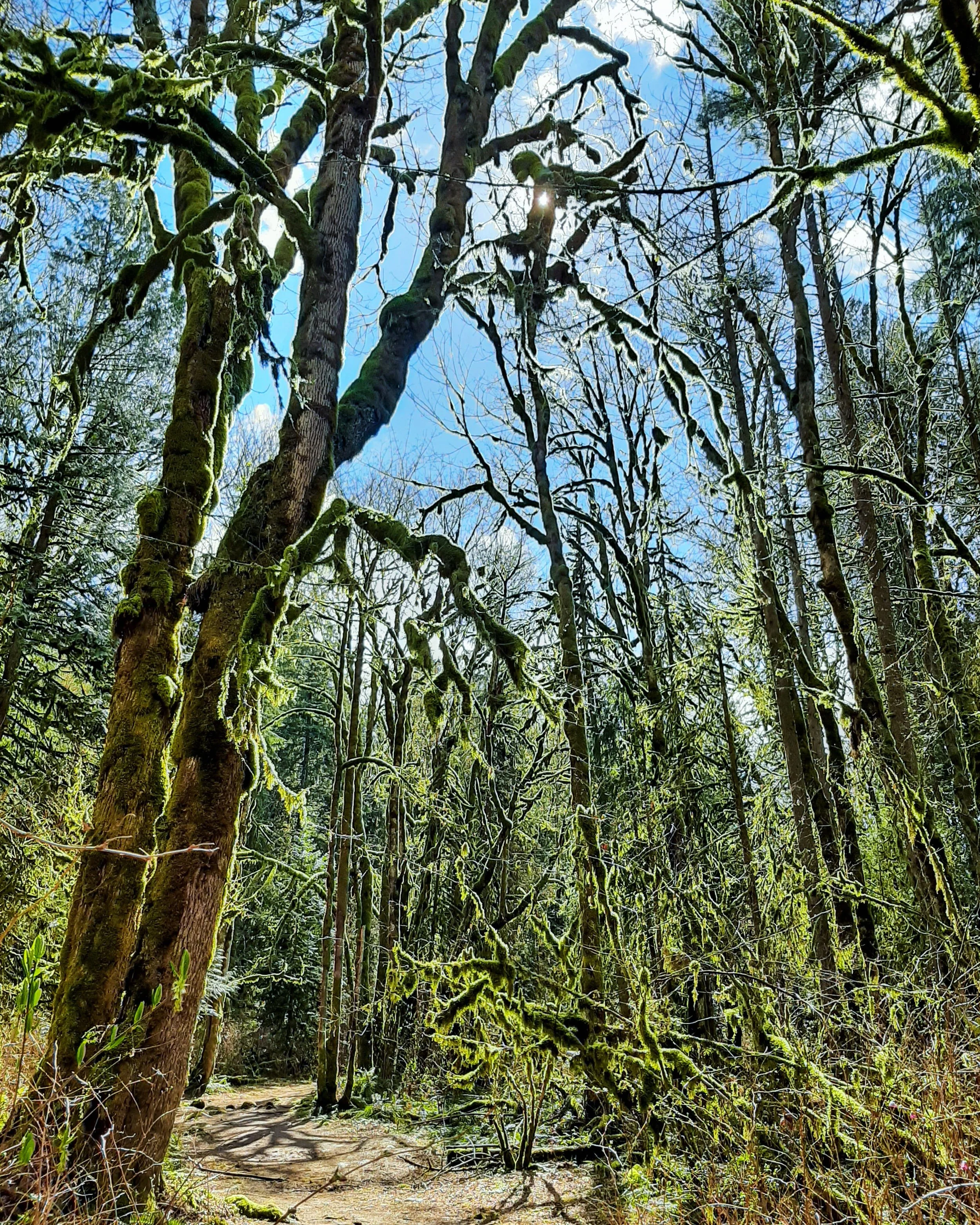 A sunlit forest with moss-covered trees and a dirt trail, under a blue sky with some clouds.