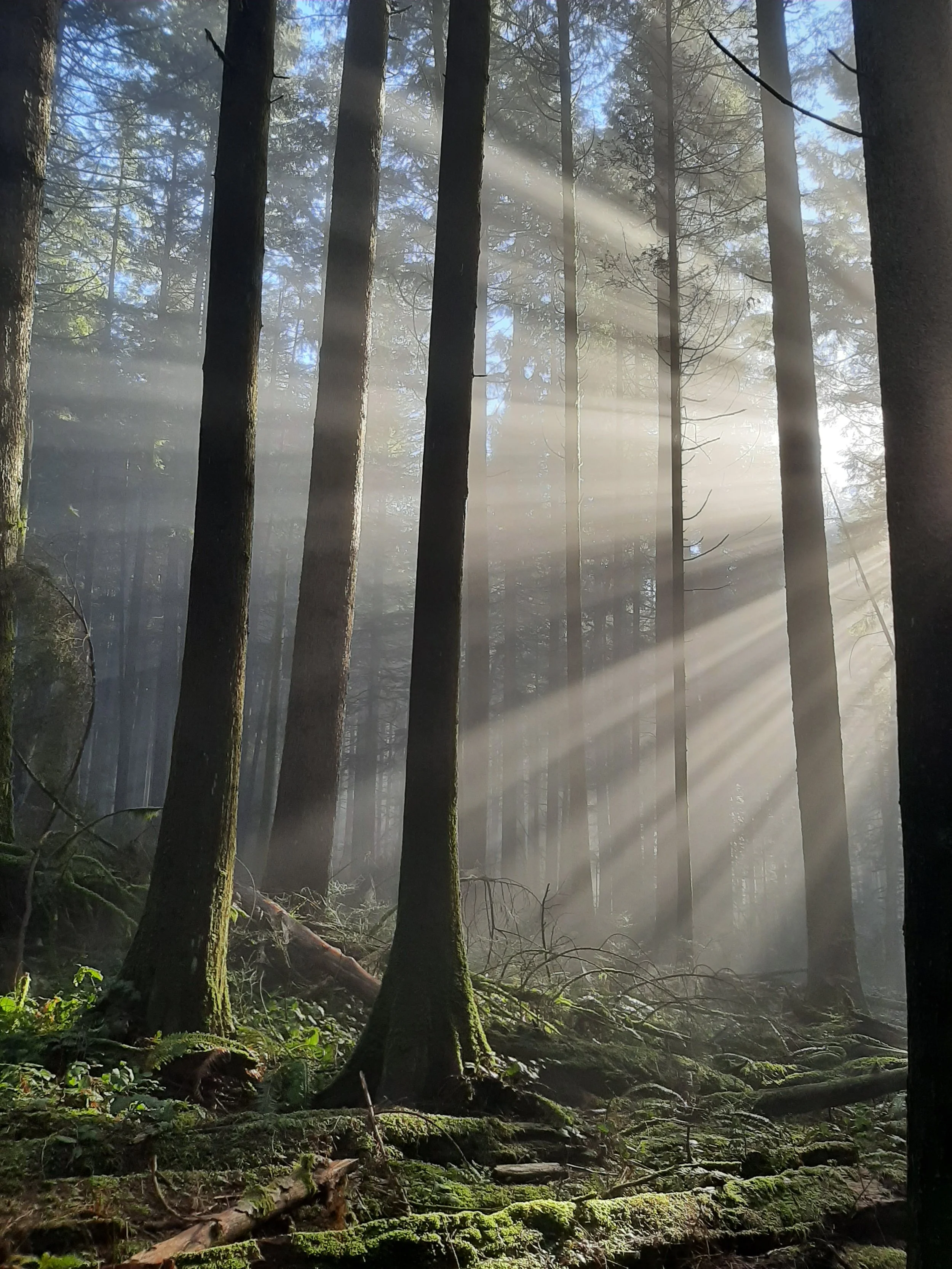 Sunlight rays streaming through tall trees in a dense forest.